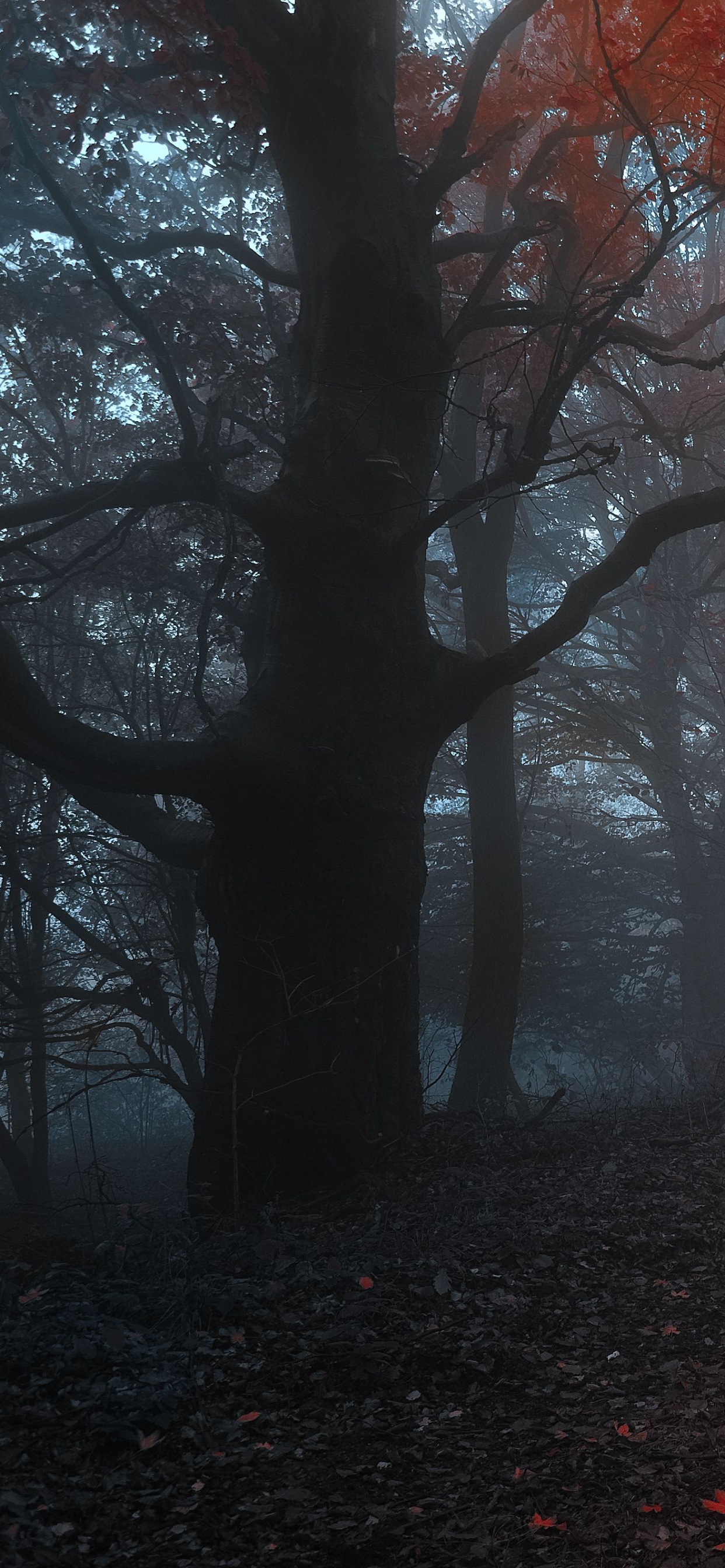 Braune Bäume im Wald Tagsüber. Wallpaper in 1242x2688 Resolution