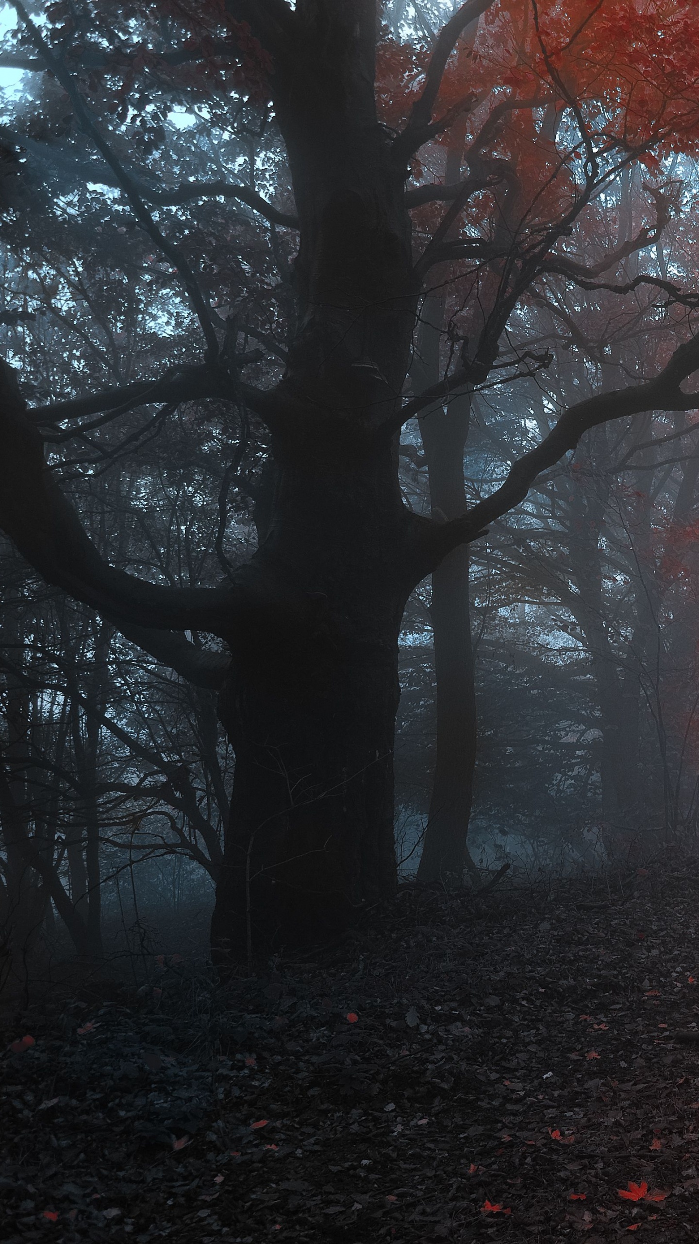 森林, 性质, 林地, 气氛, 落叶 壁纸 1440x2560 允许