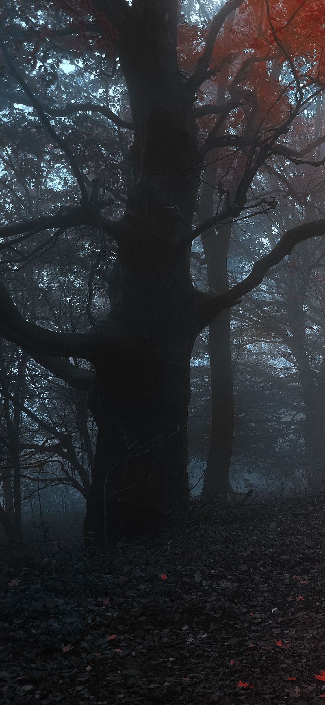 Brown Trees on Forest During Daytime. Wallpaper in 1125x2436 Resolution