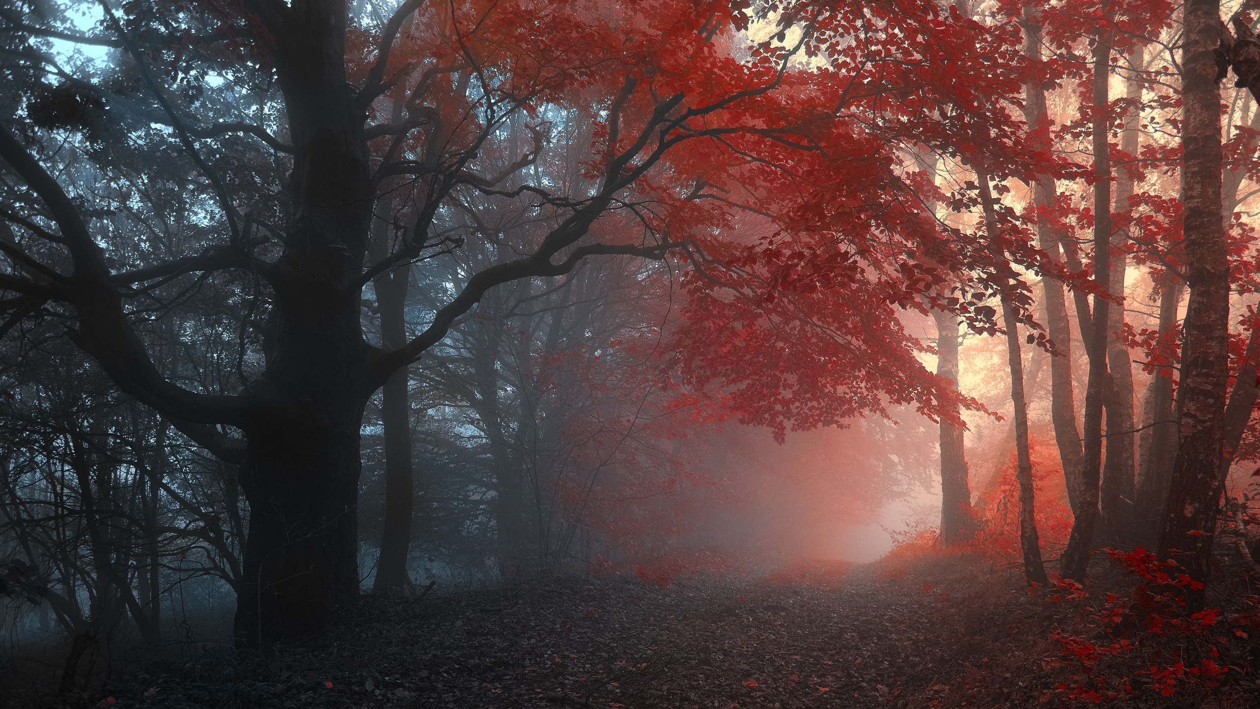 Brown Trees on Forest During Daytime. Wallpaper in 2560x1440 Resolution