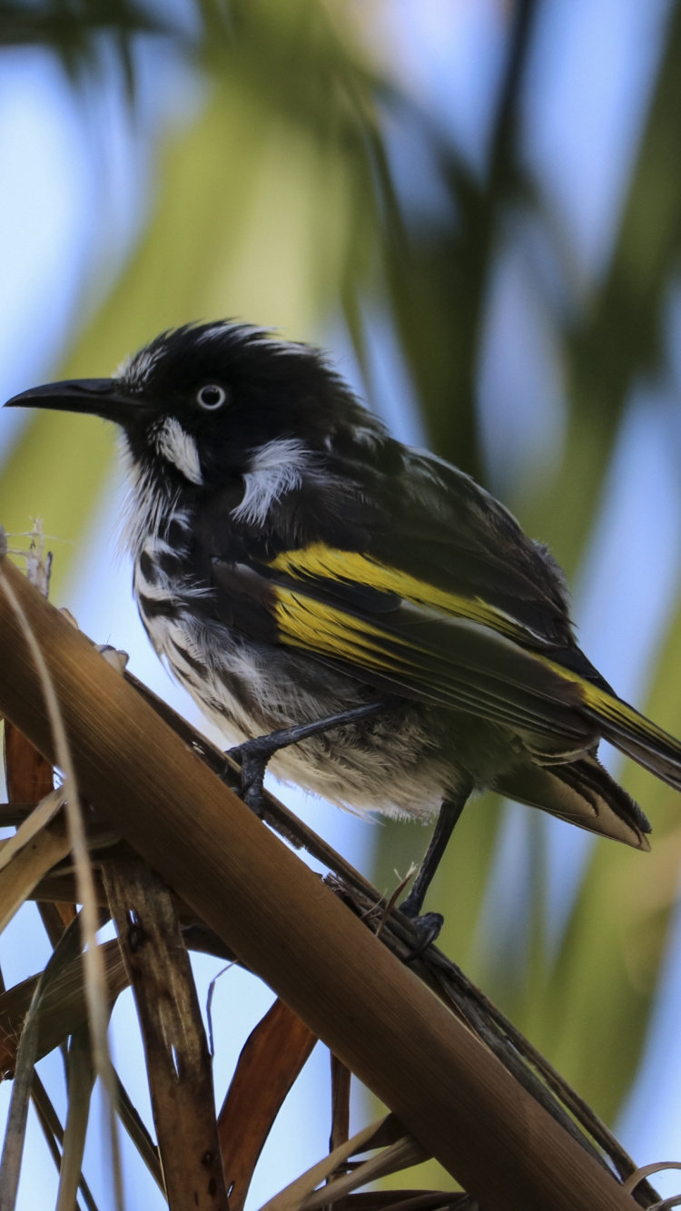 Black and Yellow Bird on Brown Tree Branch During Daytime. Wallpaper in 750x1334 Resolution