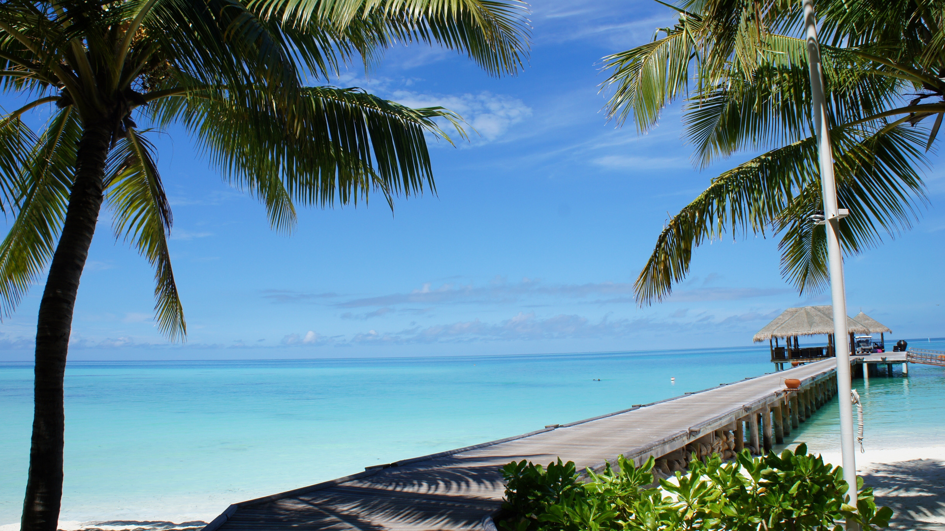 Palm Tree Near Sea Under Blue Sky During Daytime. Wallpaper in 1920x1080 Resolution