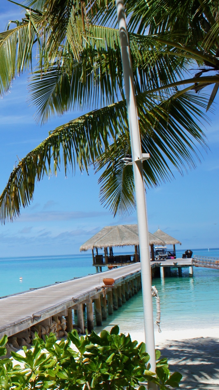 Palm Tree Near Sea Under Blue Sky During Daytime. Wallpaper in 720x1280 Resolution