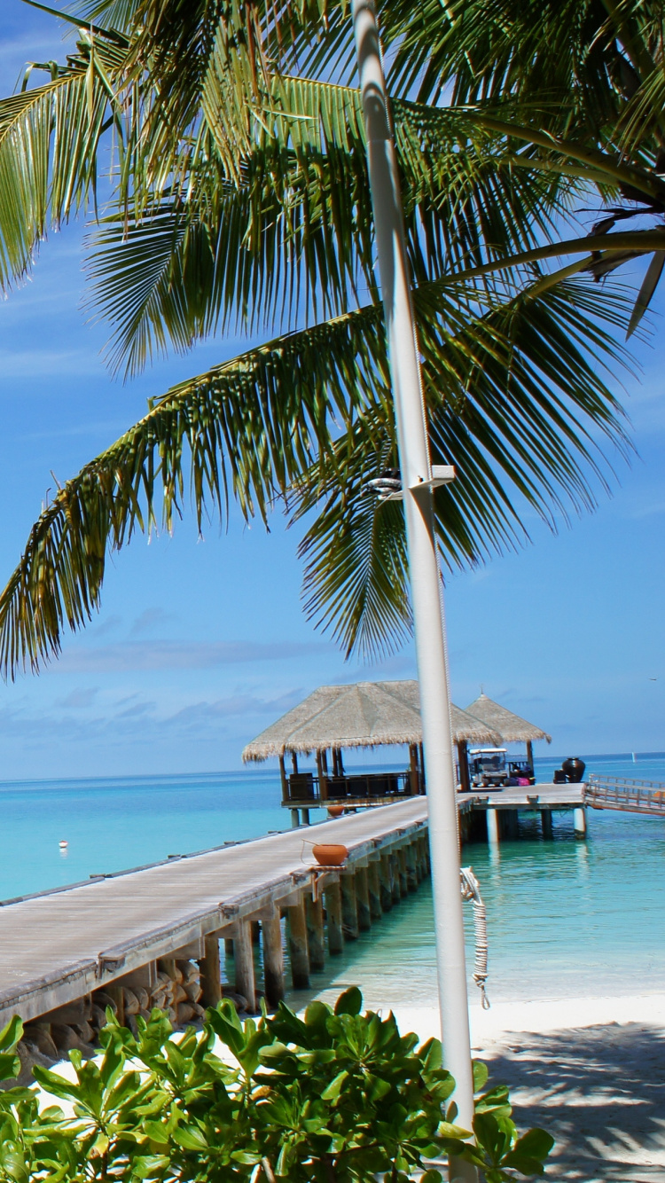 Palmier Près de la Mer Sous un Ciel Bleu Pendant la Journée. Wallpaper in 750x1334 Resolution