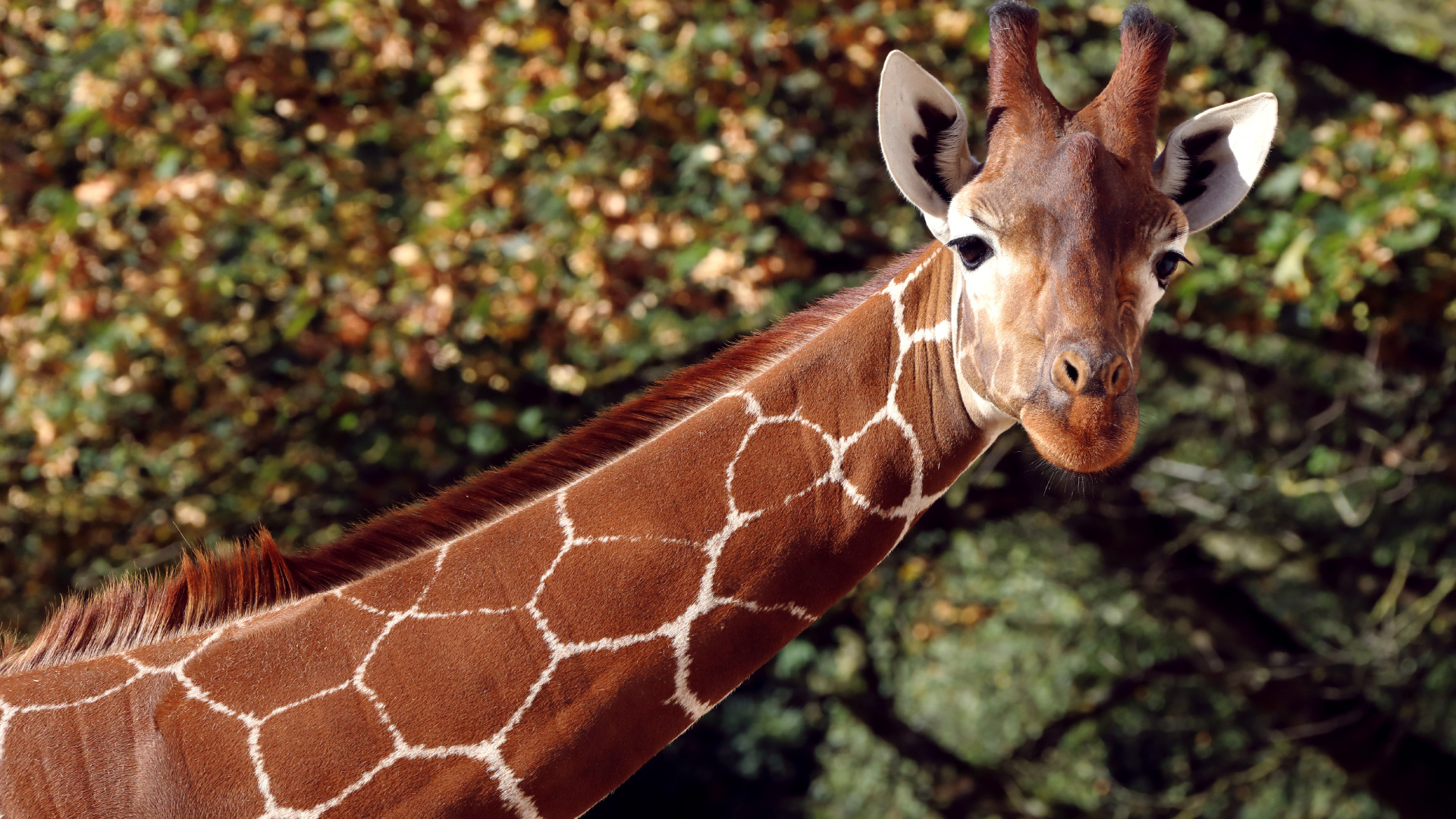 Girafe Brune et Blanche en Photographie Rapprochée. Wallpaper in 1920x1080 Resolution