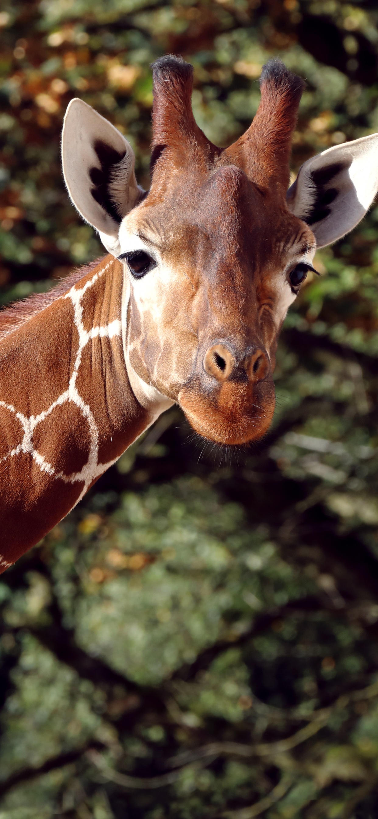 Brown and White Giraffe in Close up Photography. Wallpaper in 1242x2688 Resolution