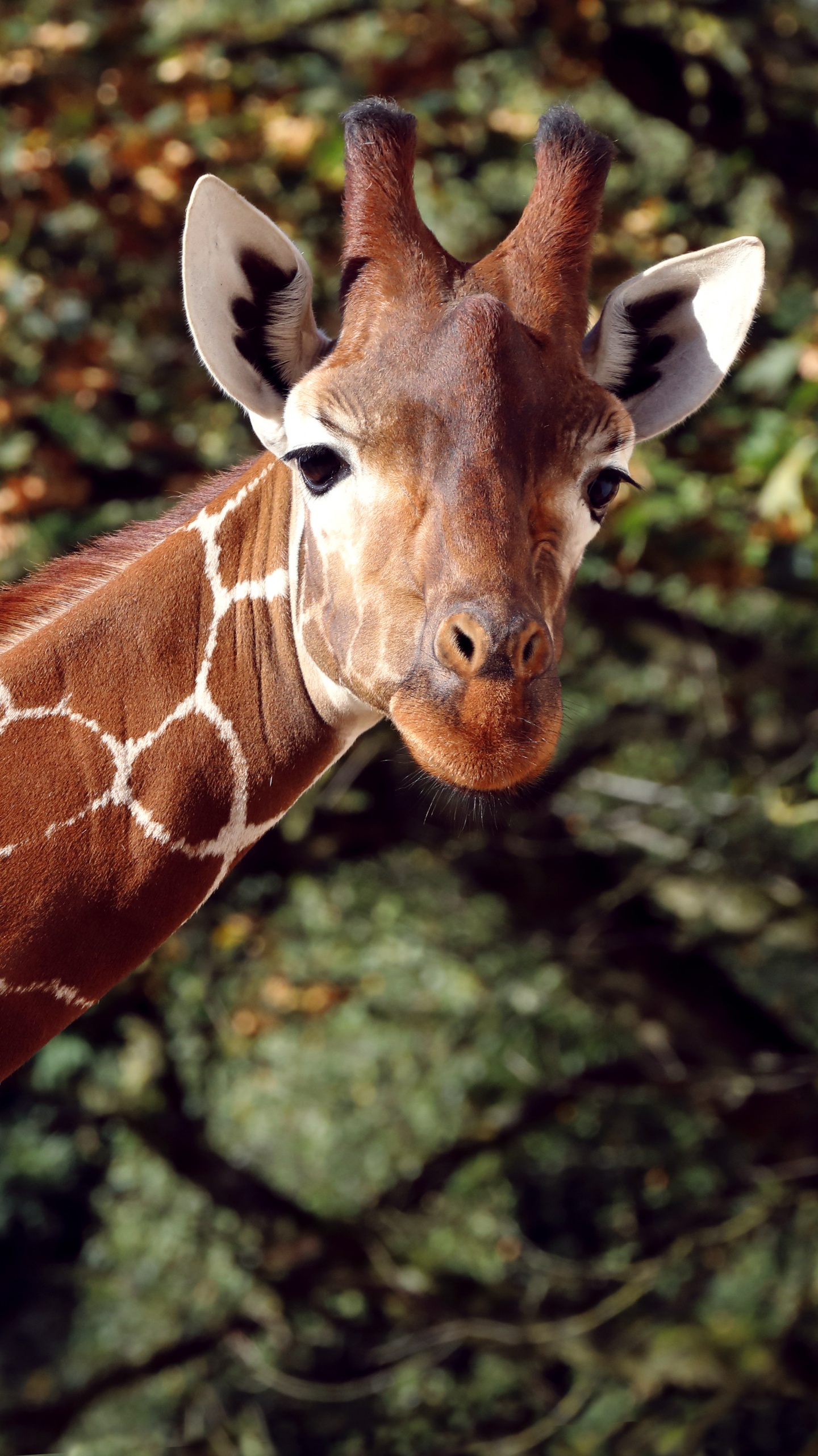 Brown and White Giraffe in Close up Photography. Wallpaper in 1440x2560 Resolution