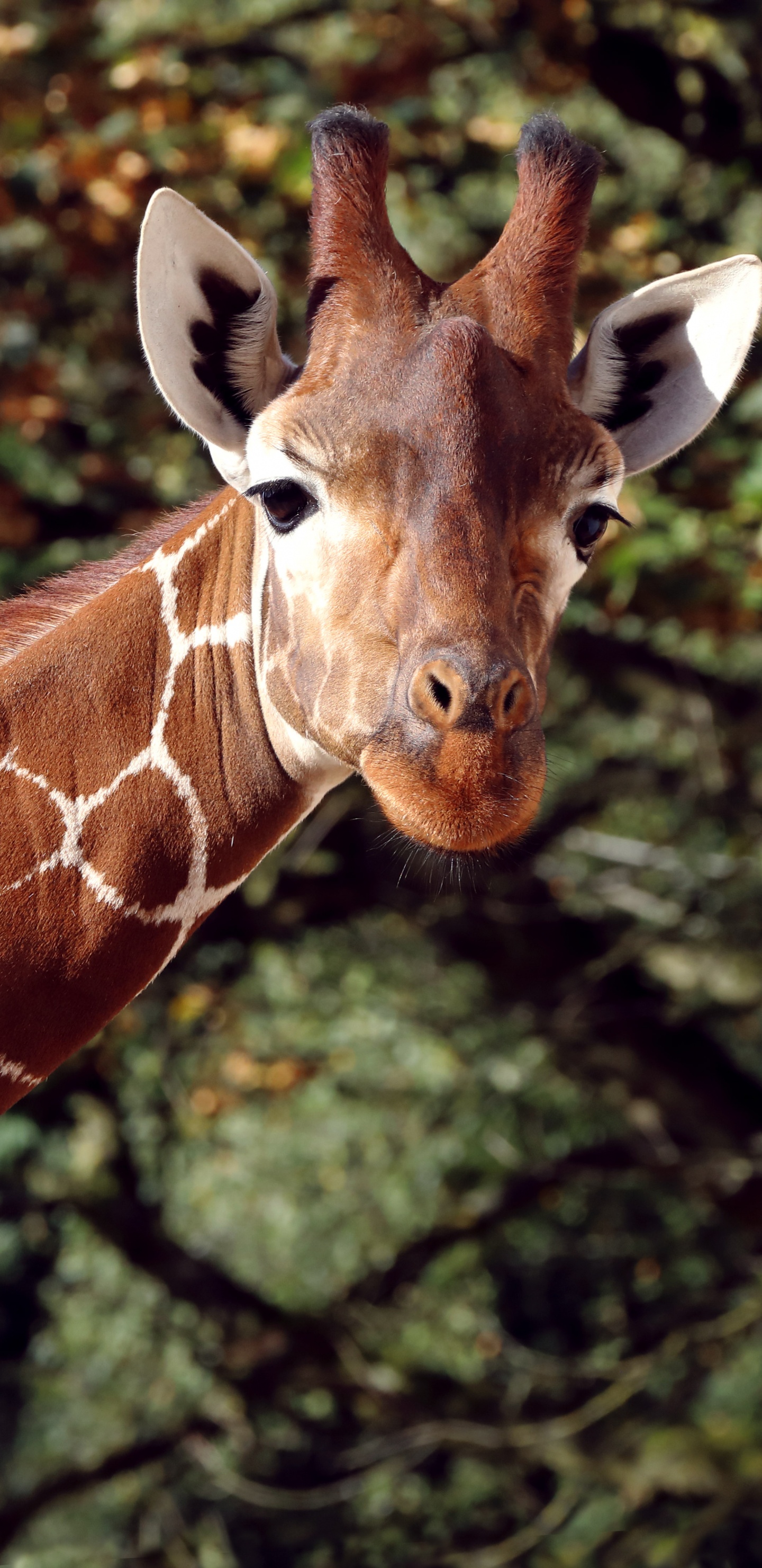 Brown and White Giraffe in Close up Photography. Wallpaper in 1440x2960 Resolution