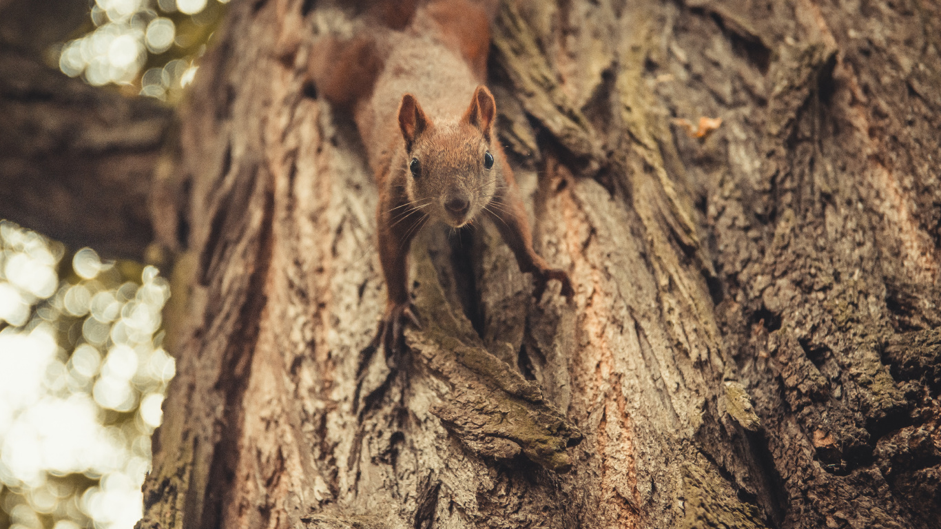 Download 1366x768 Wallpaper Brown Squirrel on Brown Tree Trunk Brown Squirrel on Brown Tree Trunk. Wallpaper in 1366x768 Resolution