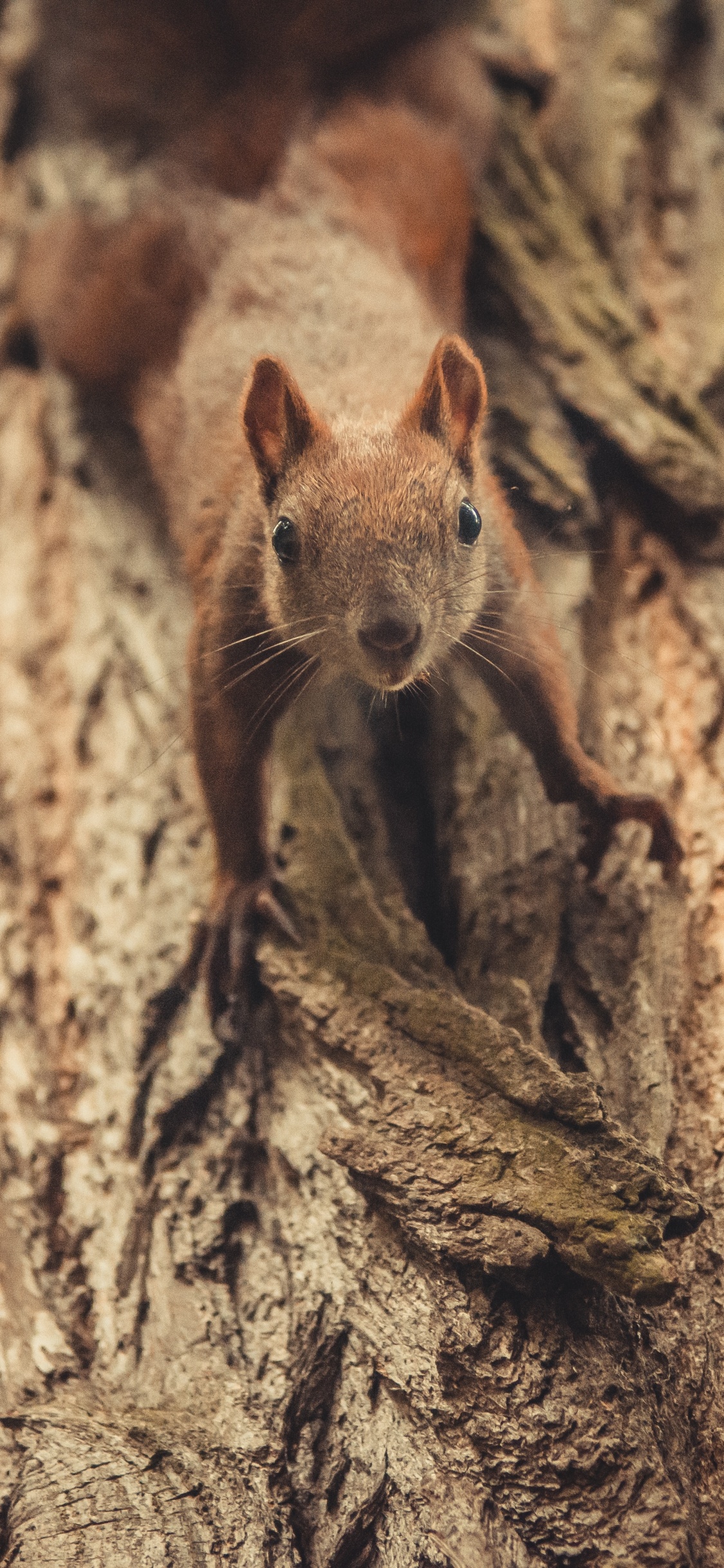 Écureuil Brun Sur Tronc D'arbre Brun. Wallpaper in 1125x2436 Resolution