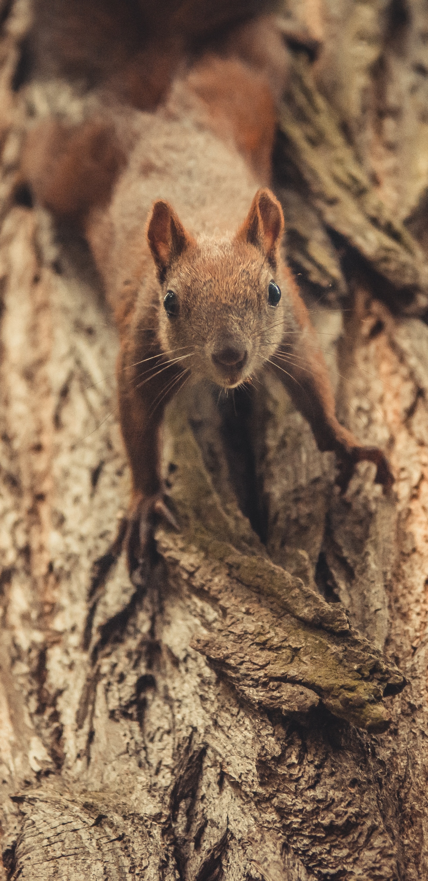 Écureuil Brun Sur Tronc D'arbre Brun. Wallpaper in 1440x2960 Resolution