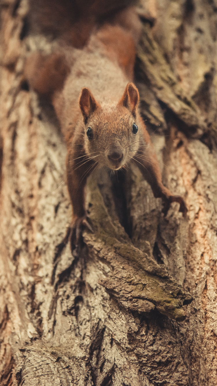 啮齿动物, 棕色, 花栗鼠, 枪筒, 野生动物 壁纸 750x1334 允许