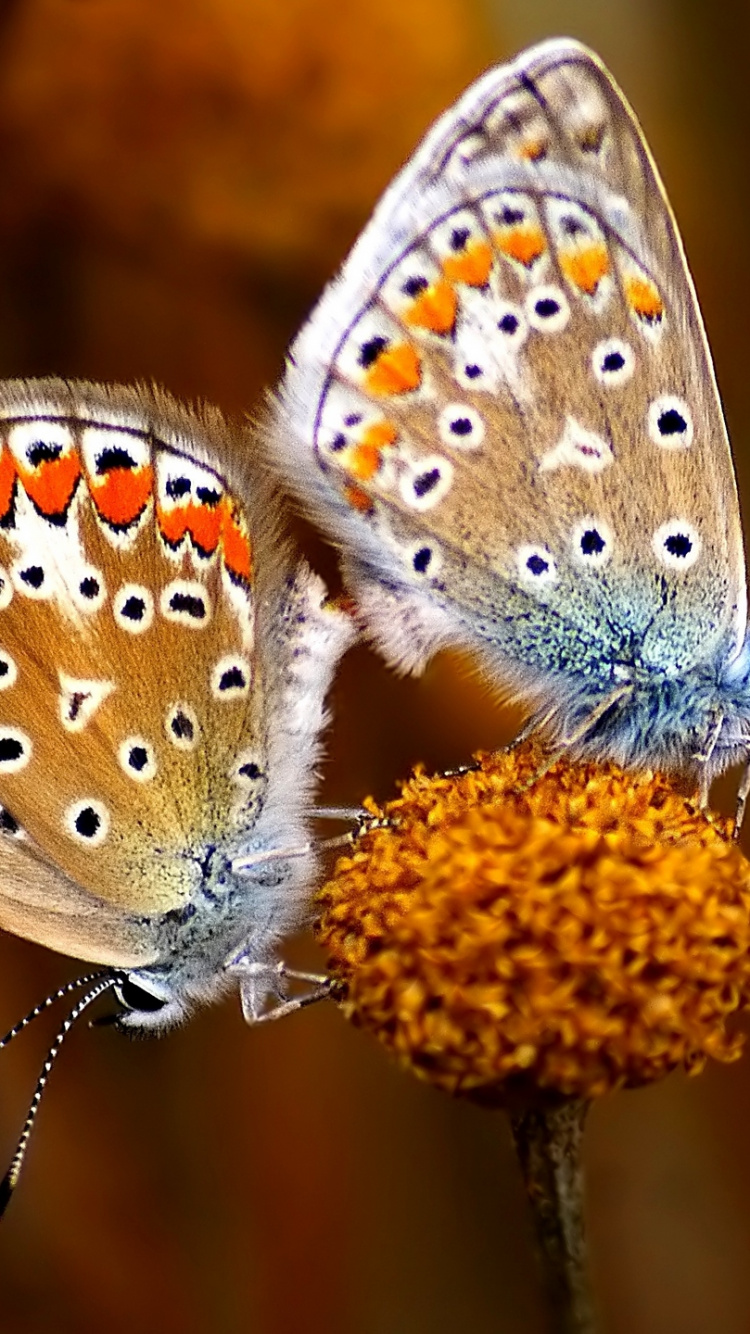 Papillon Brun et Blanc Perché Sur Une Fleur Brune en Photographie Rapprochée Pendant la Journée. Wallpaper in 750x1334 Resolution
