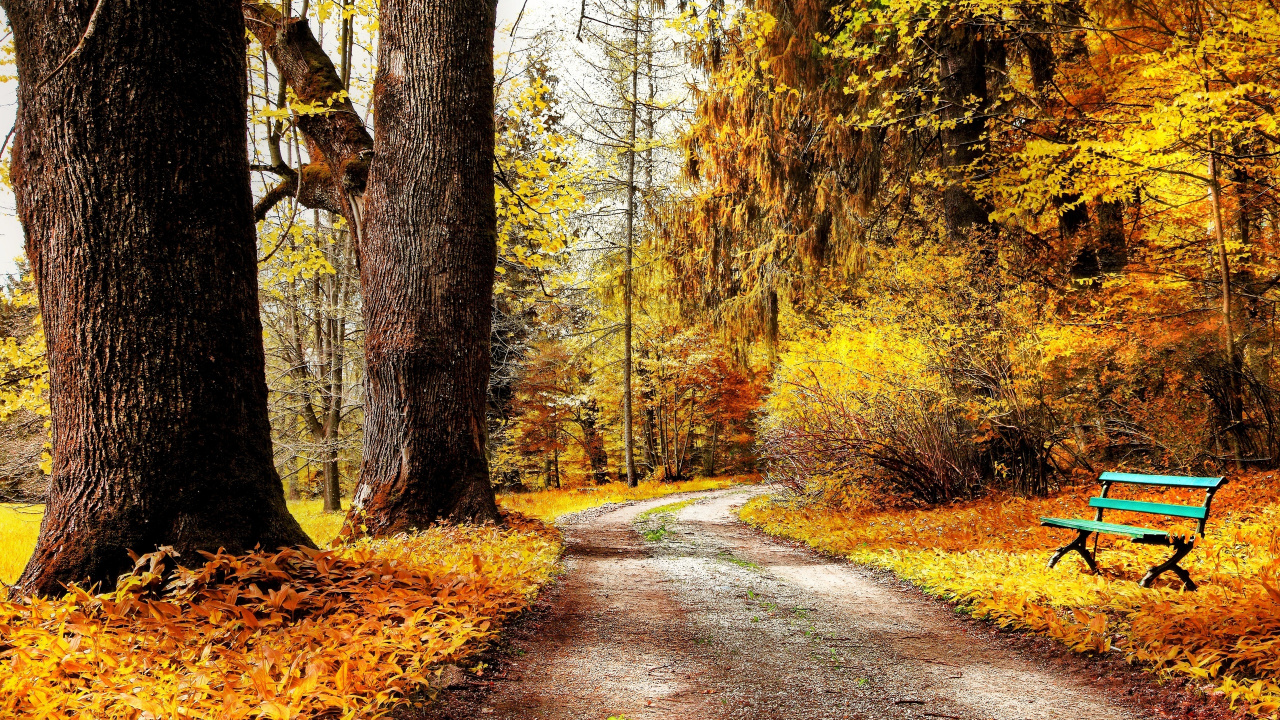 Brown Pathway Between Trees During Daytime. Wallpaper in 1280x720 Resolution