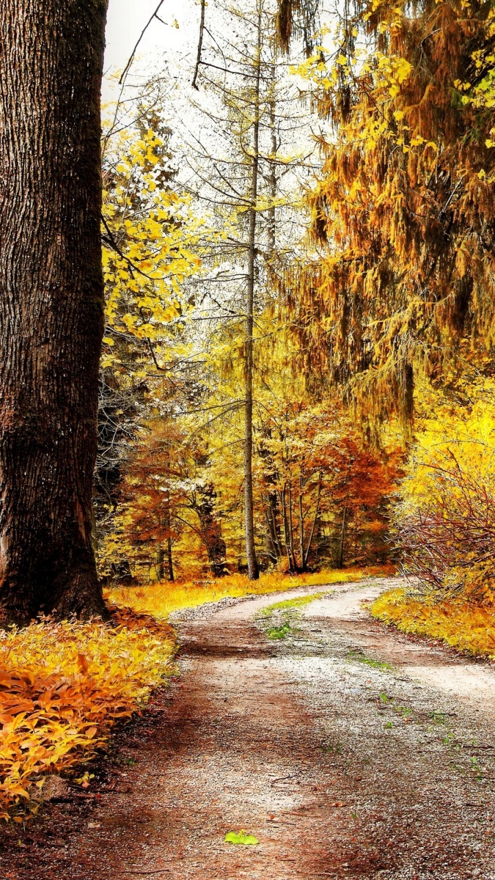 Brown Pathway Between Trees During Daytime. Wallpaper in 720x1280 Resolution