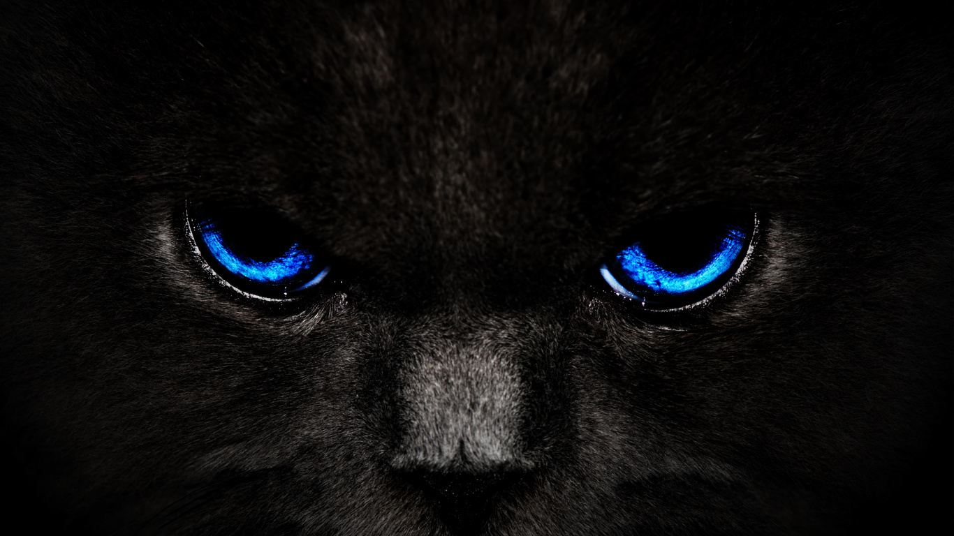 Chat Noir et Blanc Aux Yeux Bleus. Wallpaper in 1366x768 Resolution