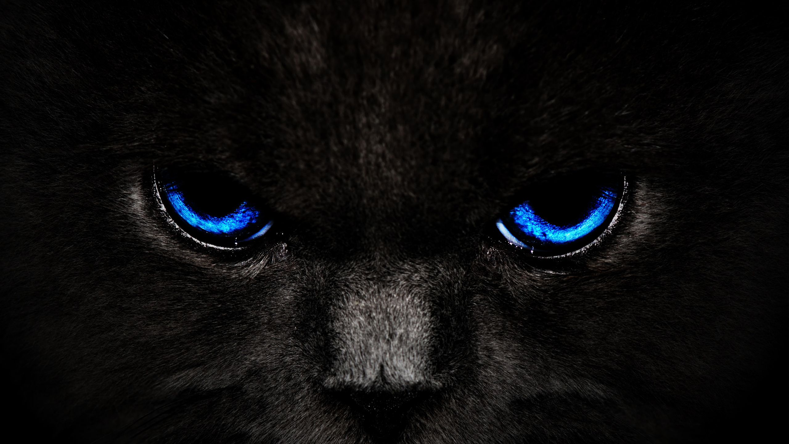 Chat Noir et Blanc Aux Yeux Bleus. Wallpaper in 2560x1440 Resolution