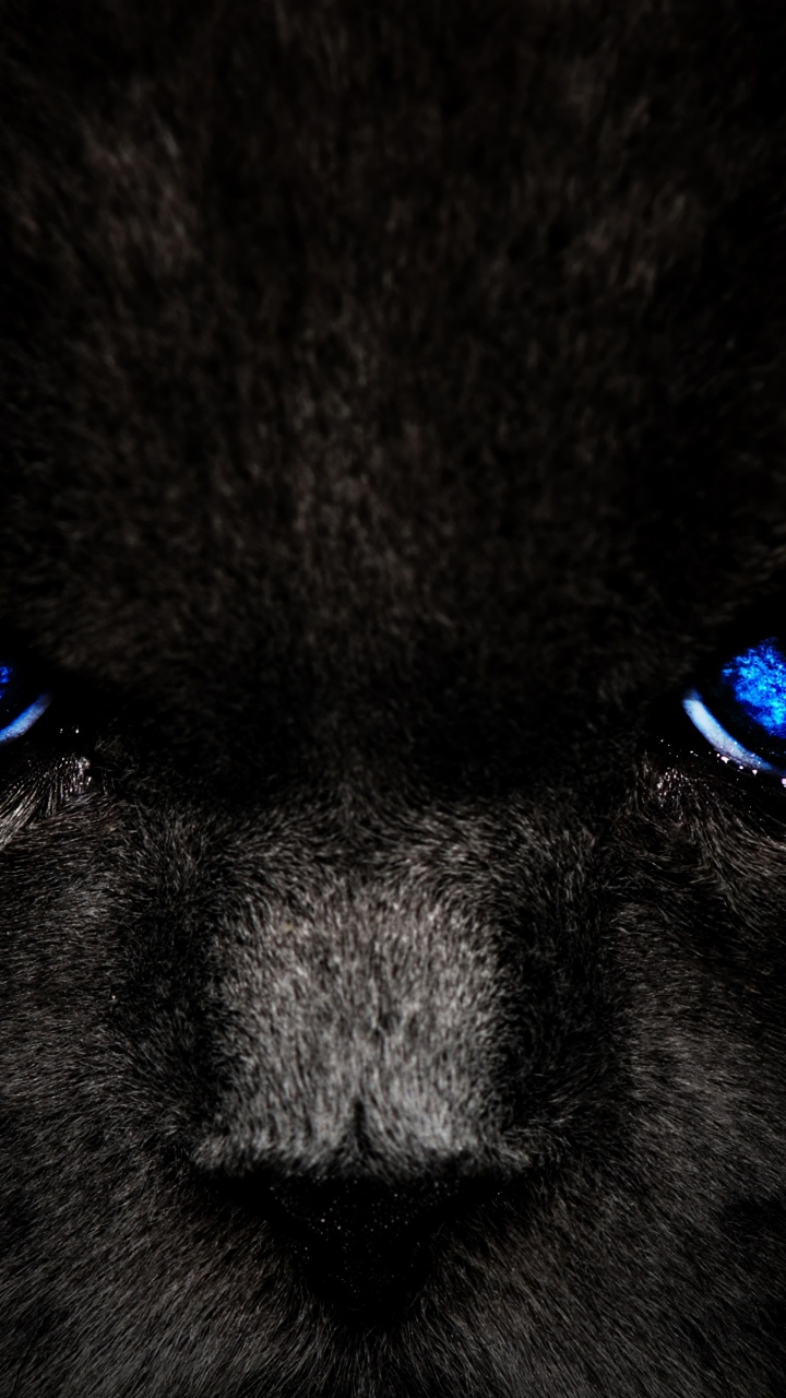Chat Noir et Blanc Aux Yeux Bleus. Wallpaper in 720x1280 Resolution