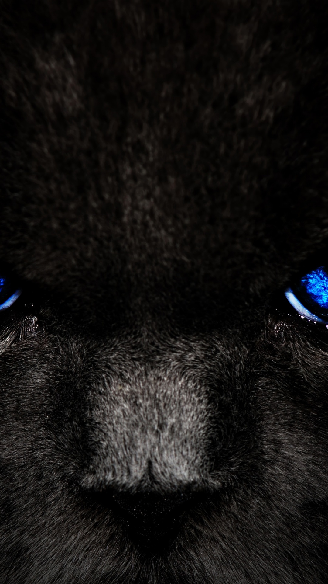Schwarz-weiße Katze Mit Blauen Augen. Wallpaper in 1080x1920 Resolution