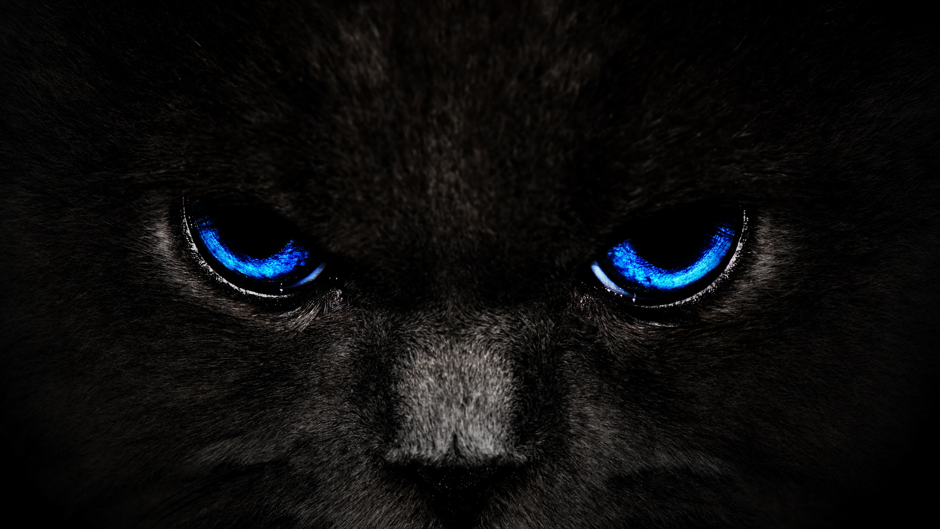 Schwarz-weiße Katze Mit Blauen Augen. Wallpaper in 3840x2160 Resolution