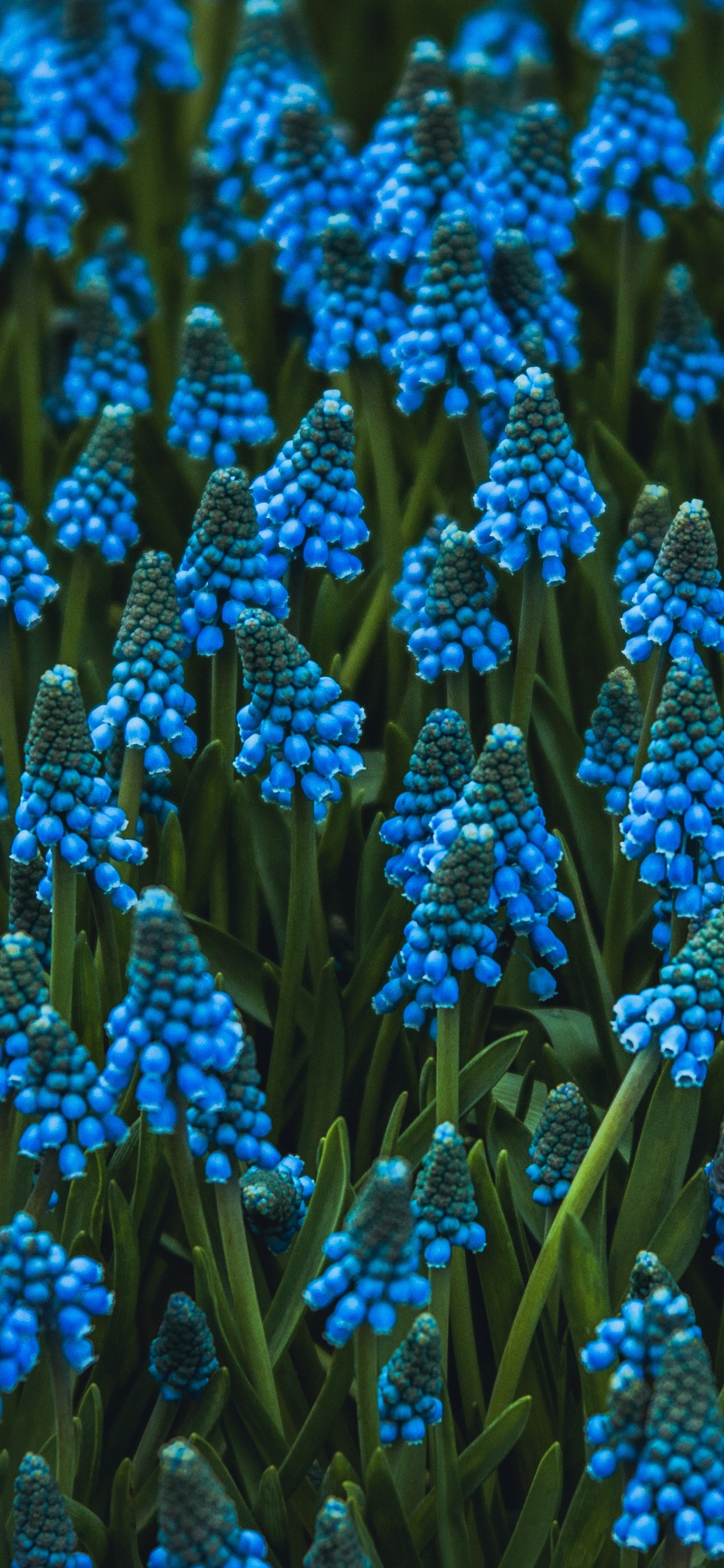 Blaue Blumen in Tilt-Shift-Linse. Wallpaper in 1242x2688 Resolution