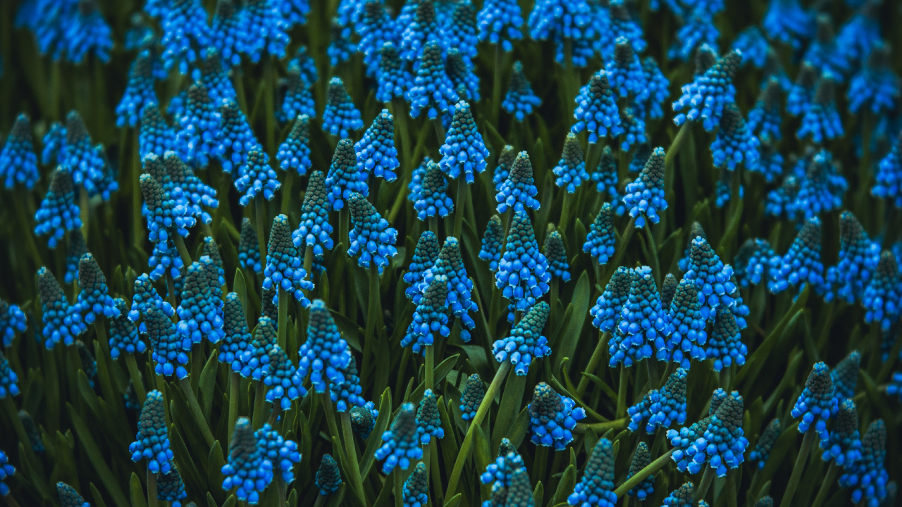 Blaue Blumen in Tilt-Shift-Linse. Wallpaper in 1280x720 Resolution