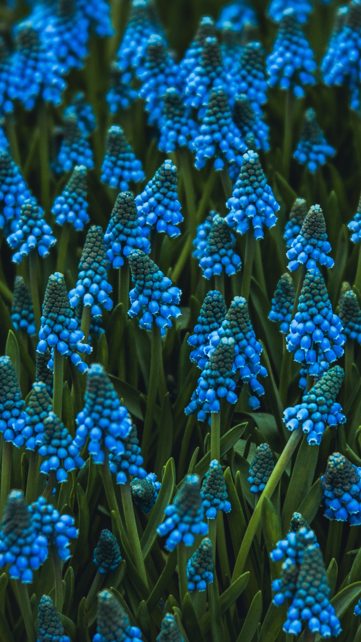 Blaue Blumen in Tilt-Shift-Linse. Wallpaper in 1440x2560 Resolution
