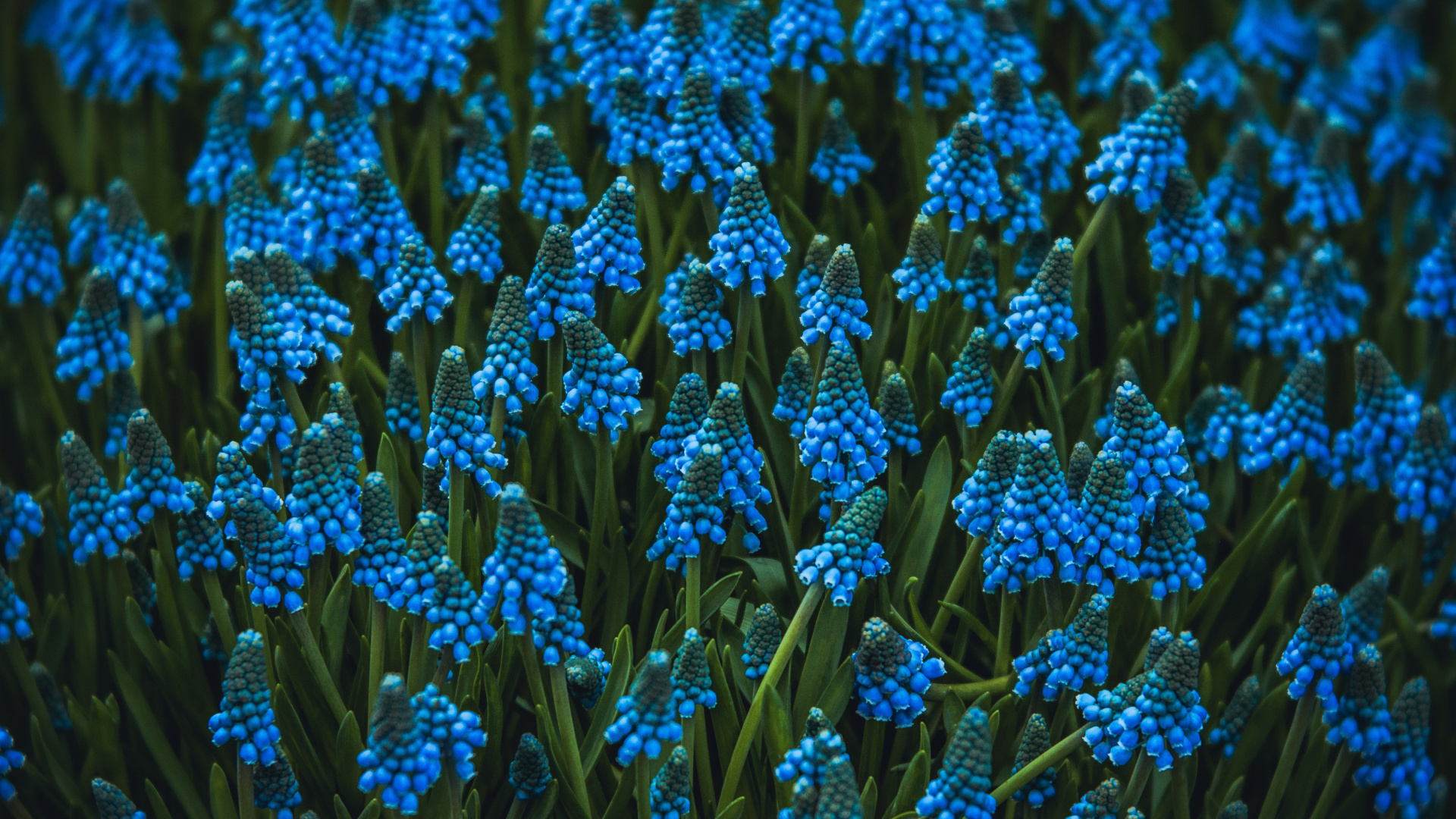 Blaue Blumen in Tilt-Shift-Linse. Wallpaper in 1920x1080 Resolution