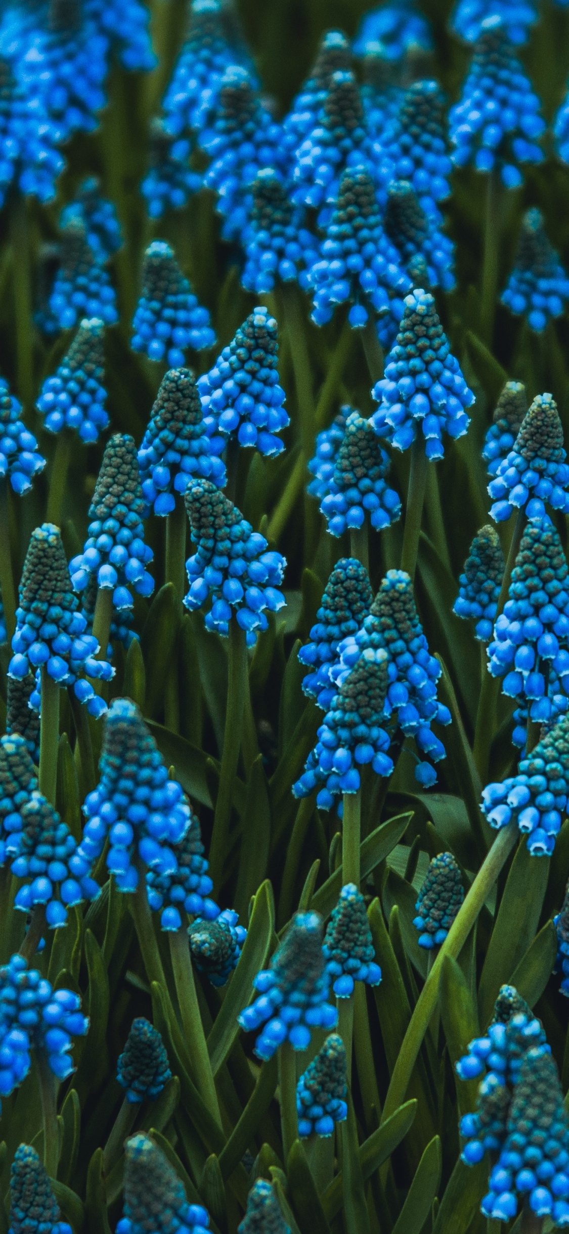 Blue Flowers in Tilt Shift Lens. Wallpaper in 1125x2436 Resolution