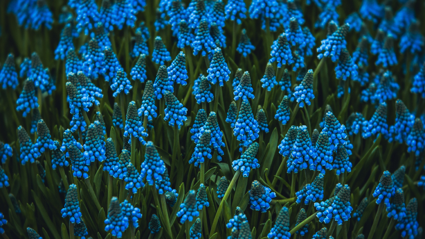 Flores Azules en Lente de Cambio de Inclinación. Wallpaper in 1366x768 Resolution