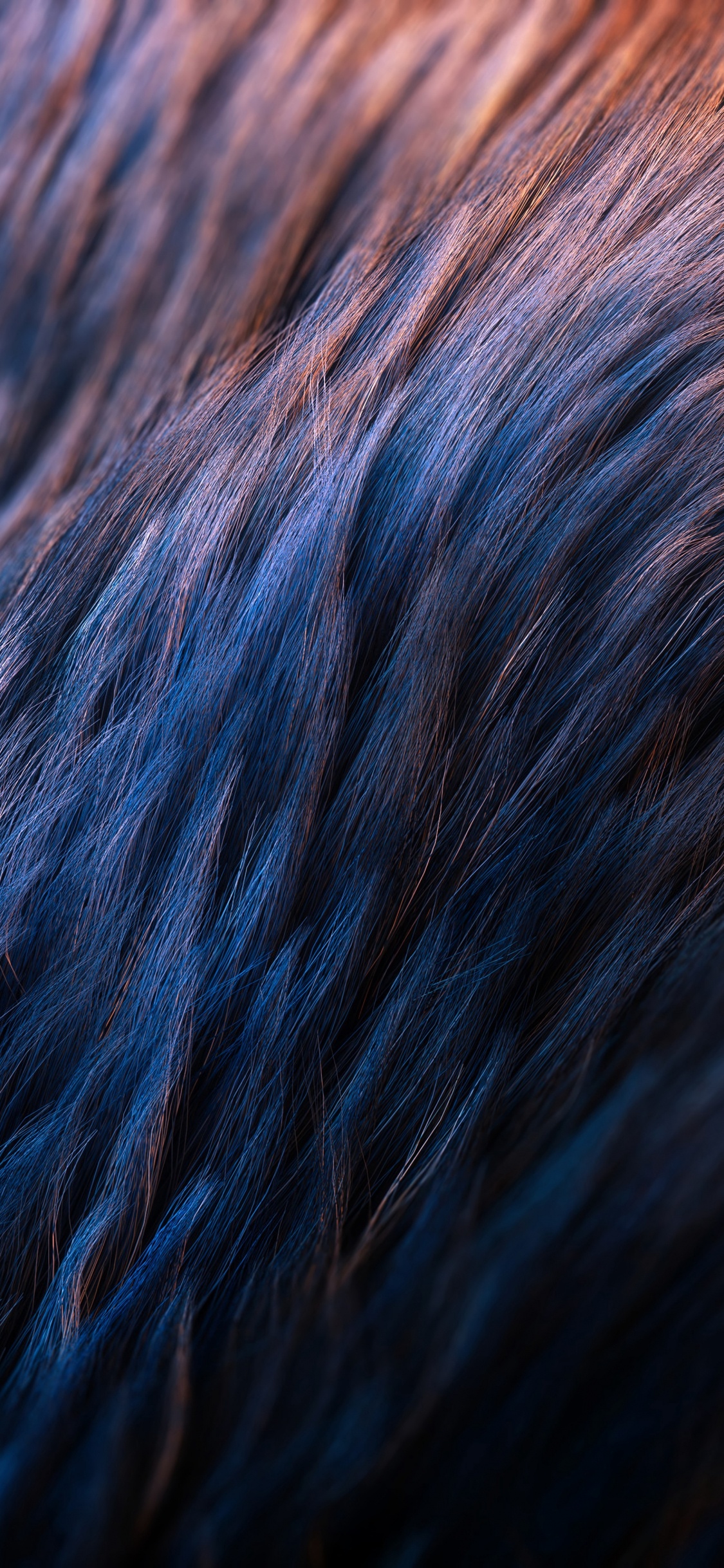 Textile Fourrure Bleu et Marron. Wallpaper in 1125x2436 Resolution