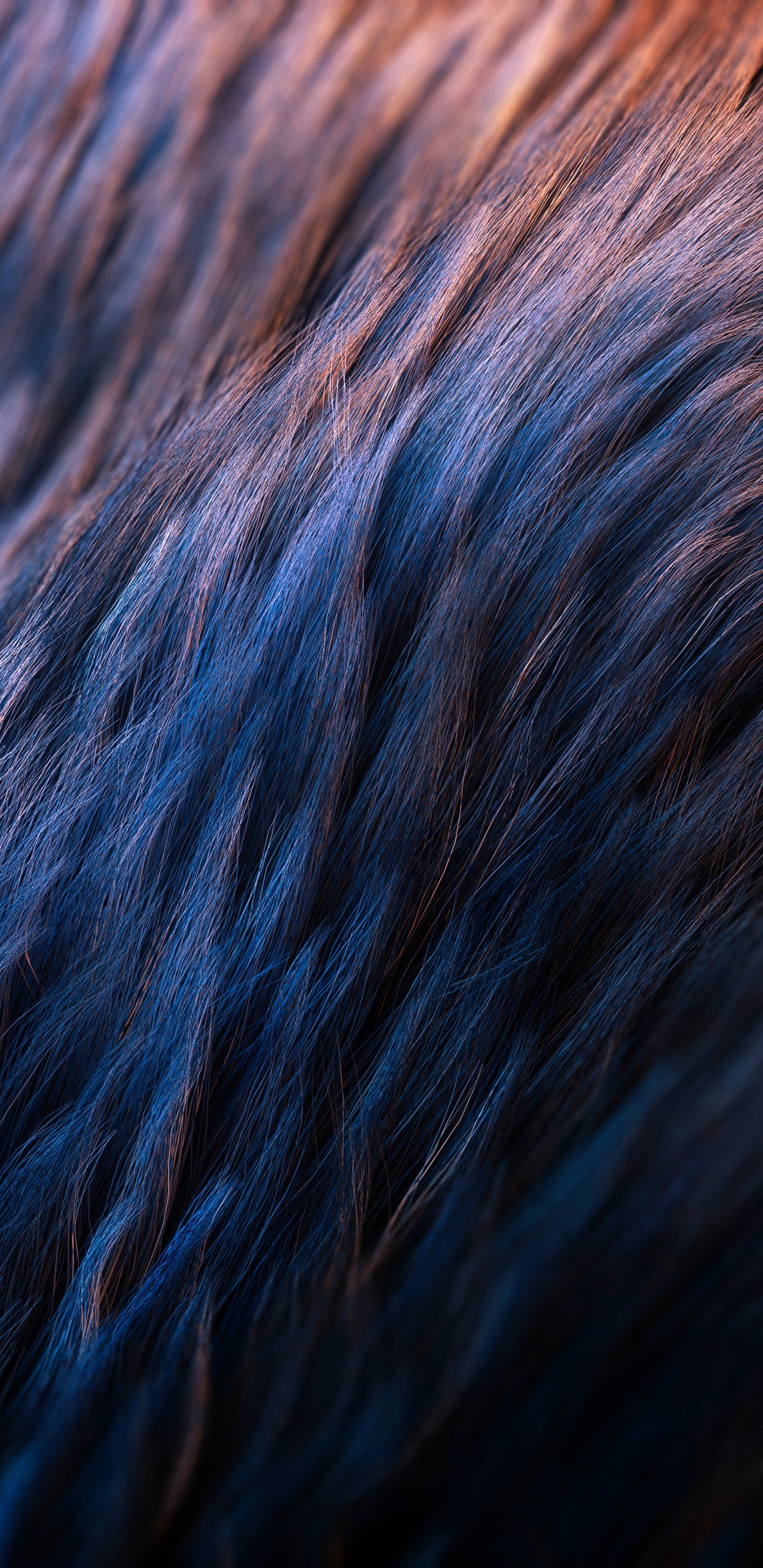 Blauer Und Brauner Pelztextil. Wallpaper in 1440x2960 Resolution