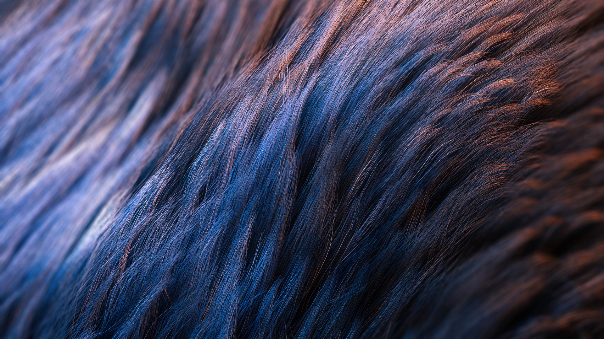 Blue and Brown Fur Textile. Wallpaper in 1920x1080 Resolution