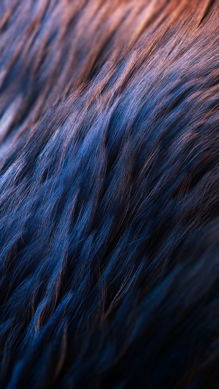 Blue and Brown Fur Textile. Wallpaper in 720x1280 Resolution