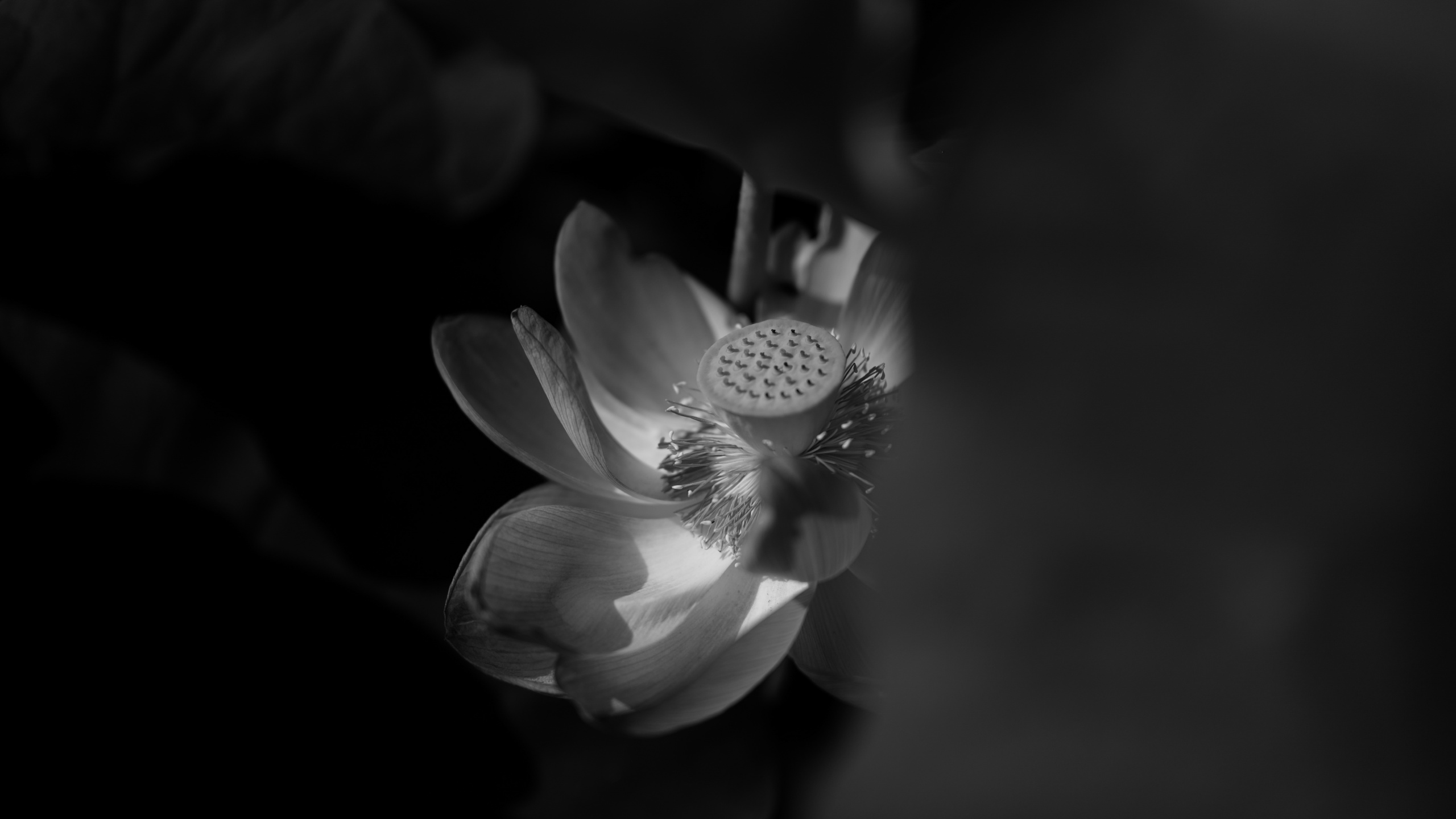 Photo en Niveaux de Gris D'une Fleur. Wallpaper in 2560x1440 Resolution