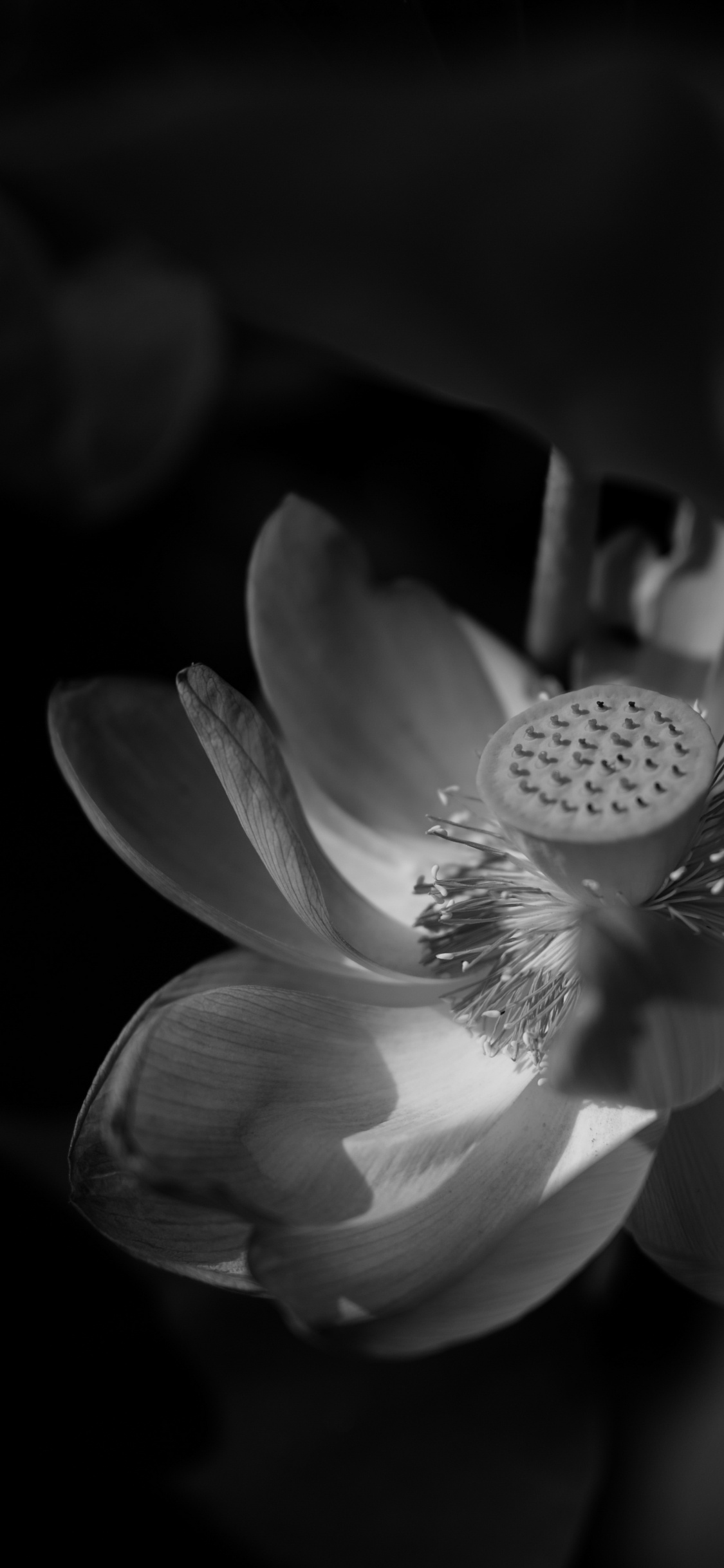 Grayscale Photo of a Flower. Wallpaper in 1125x2436 Resolution