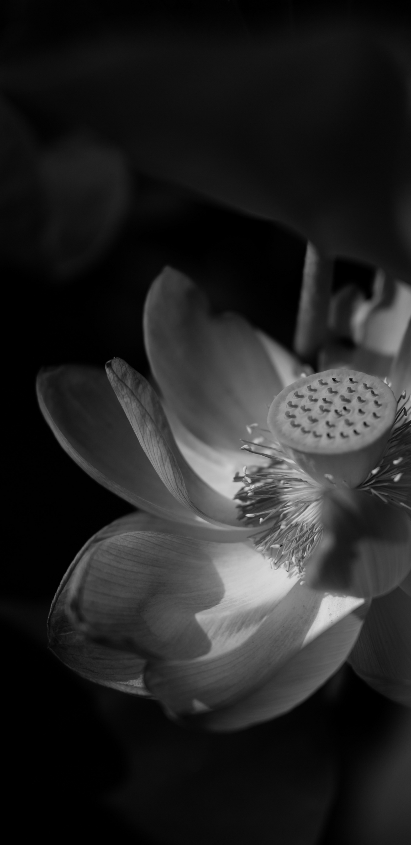 Grayscale Photo of a Flower. Wallpaper in 1440x2960 Resolution