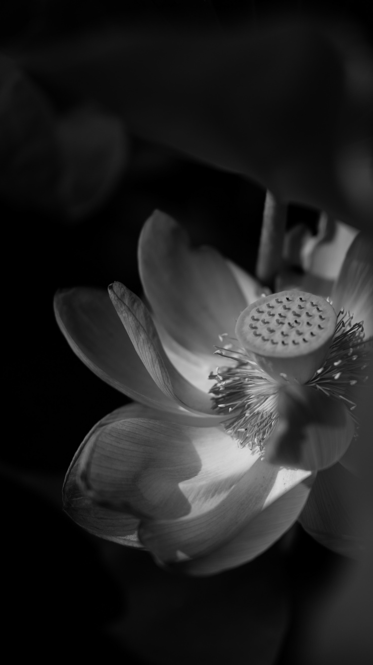 Grayscale Photo of a Flower. Wallpaper in 750x1334 Resolution