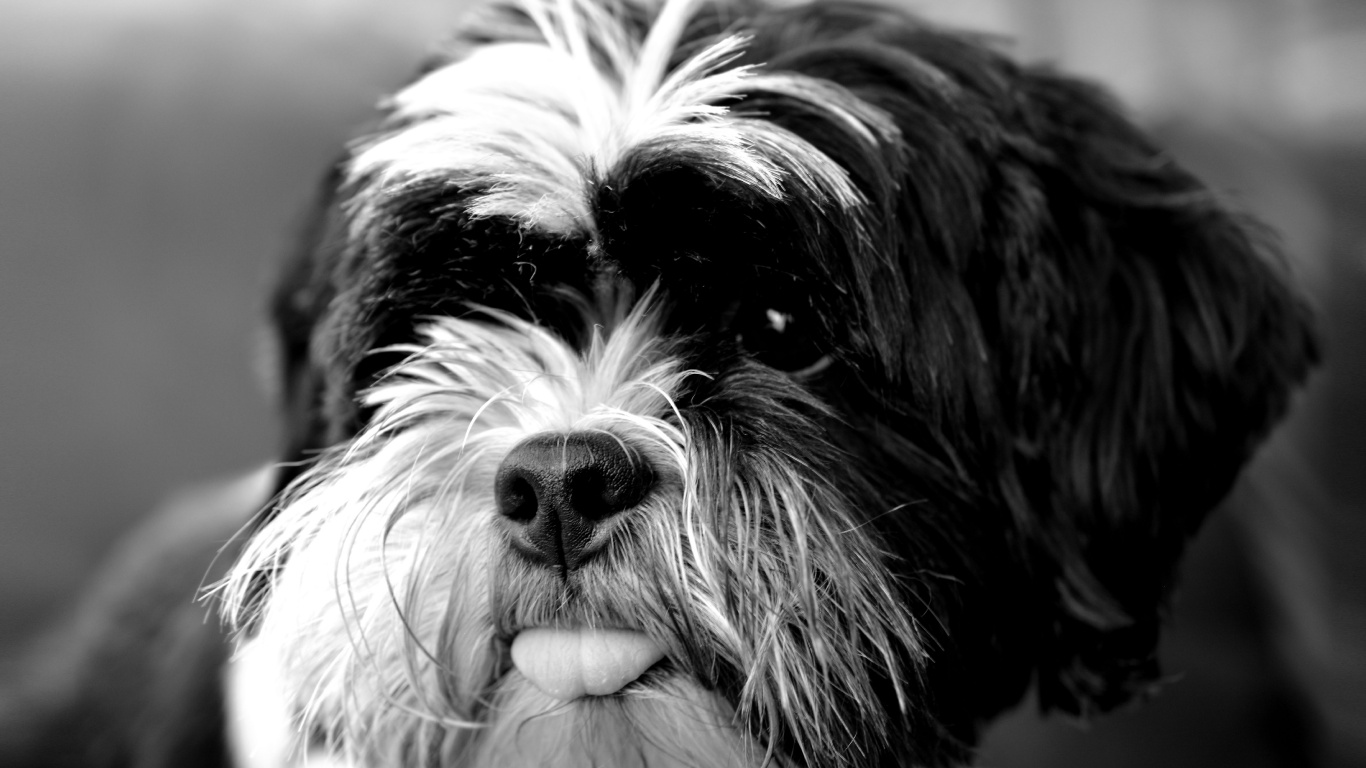 Graustufenfoto Eines Langhaarigen Hundes. Wallpaper in 1366x768 Resolution