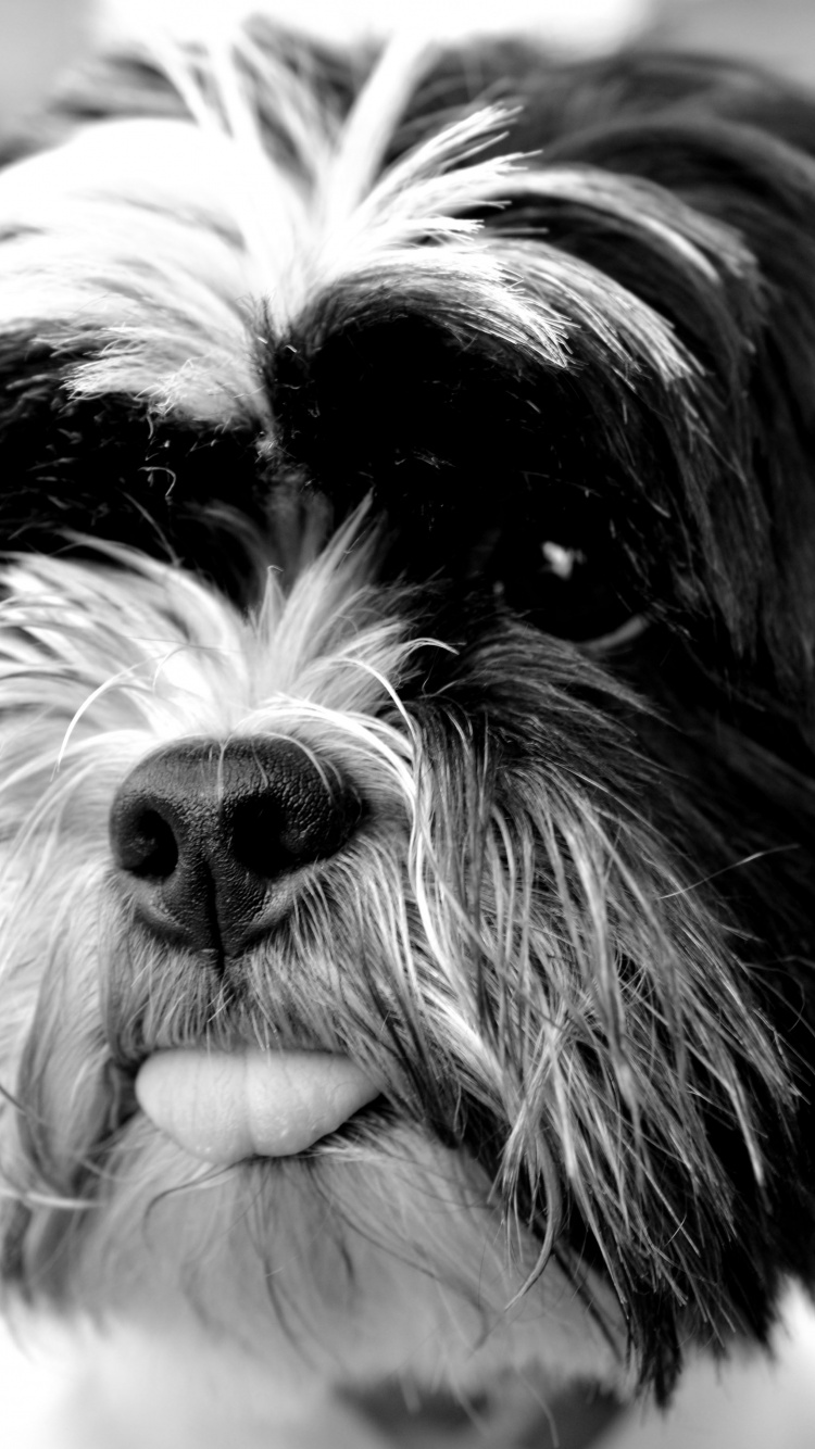 Graustufenfoto Eines Langhaarigen Hundes. Wallpaper in 750x1334 Resolution