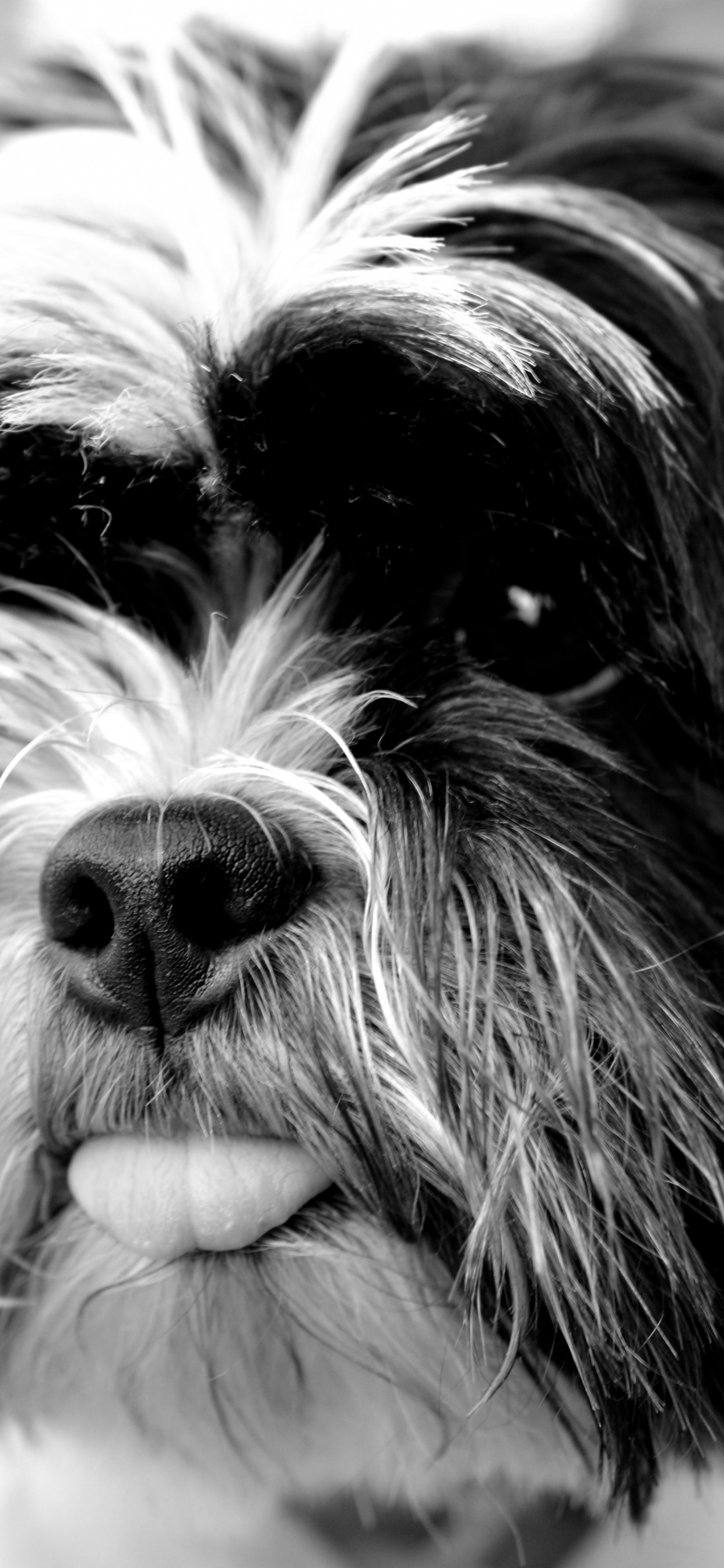 Photo en Niveaux de Gris D'un Chien à Poil Long. Wallpaper in 1242x2688 Resolution