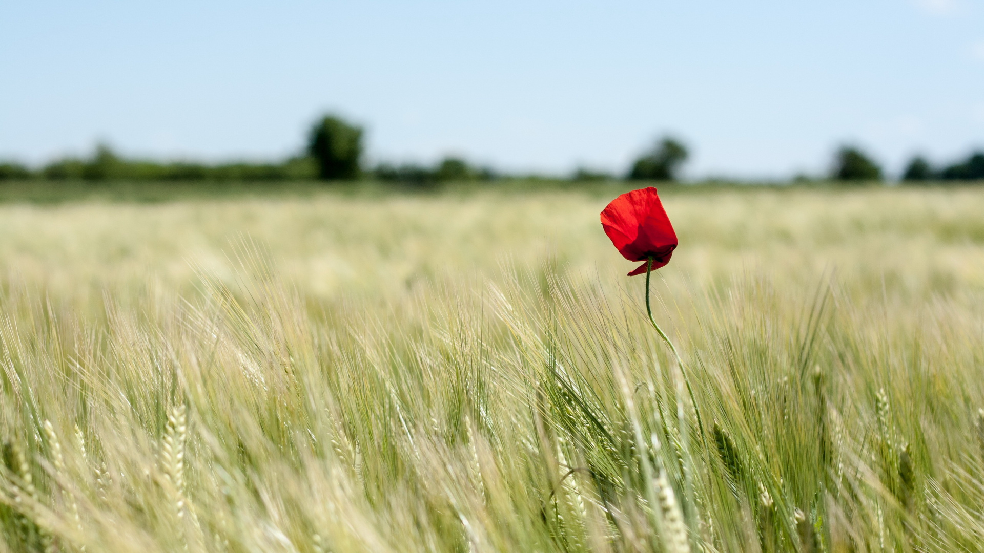 Fleur Rouge Sur Terrain D'herbe Verte Pendant la Journée. Wallpaper in 1920x1080 Resolution