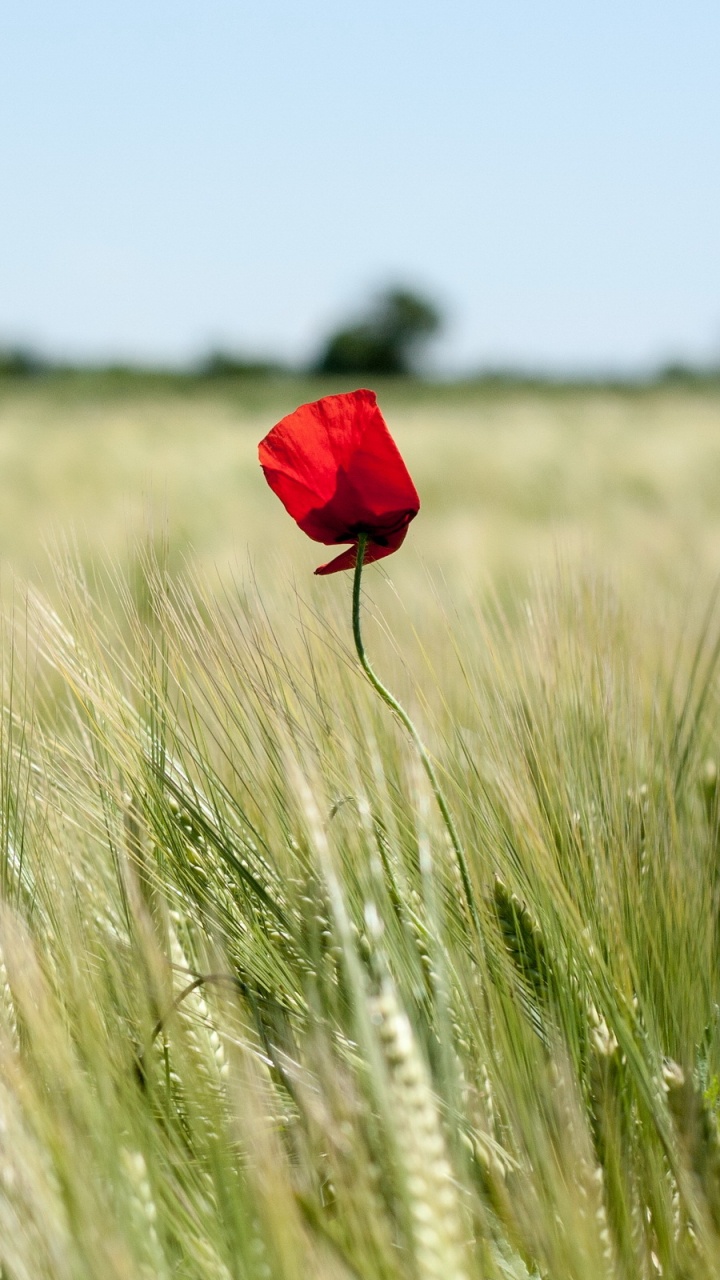Red Flower on Green Grass Field During Daytime. Wallpaper in 720x1280 Resolution