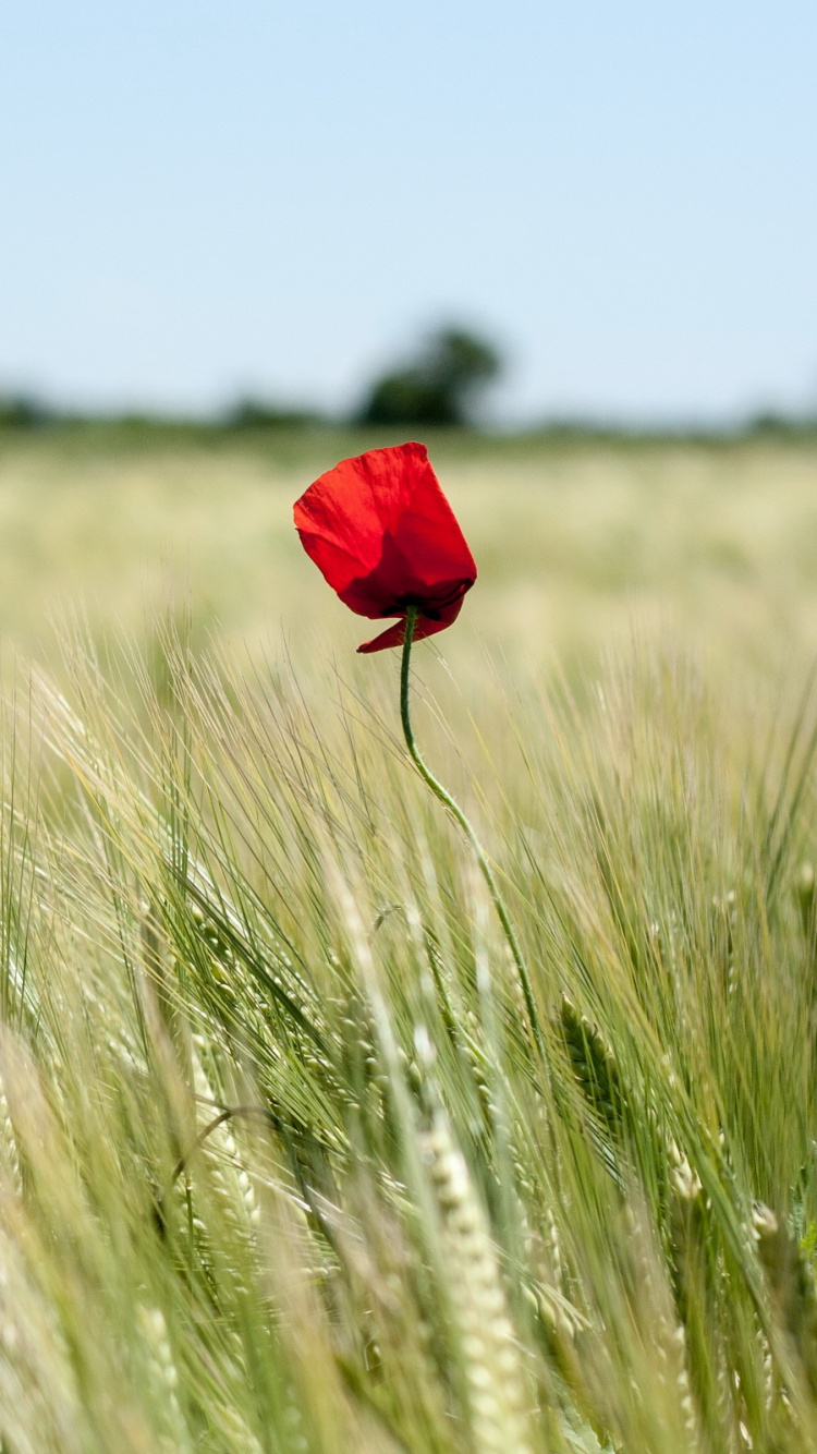 Red Flower on Green Grass Field During Daytime. Wallpaper in 750x1334 Resolution
