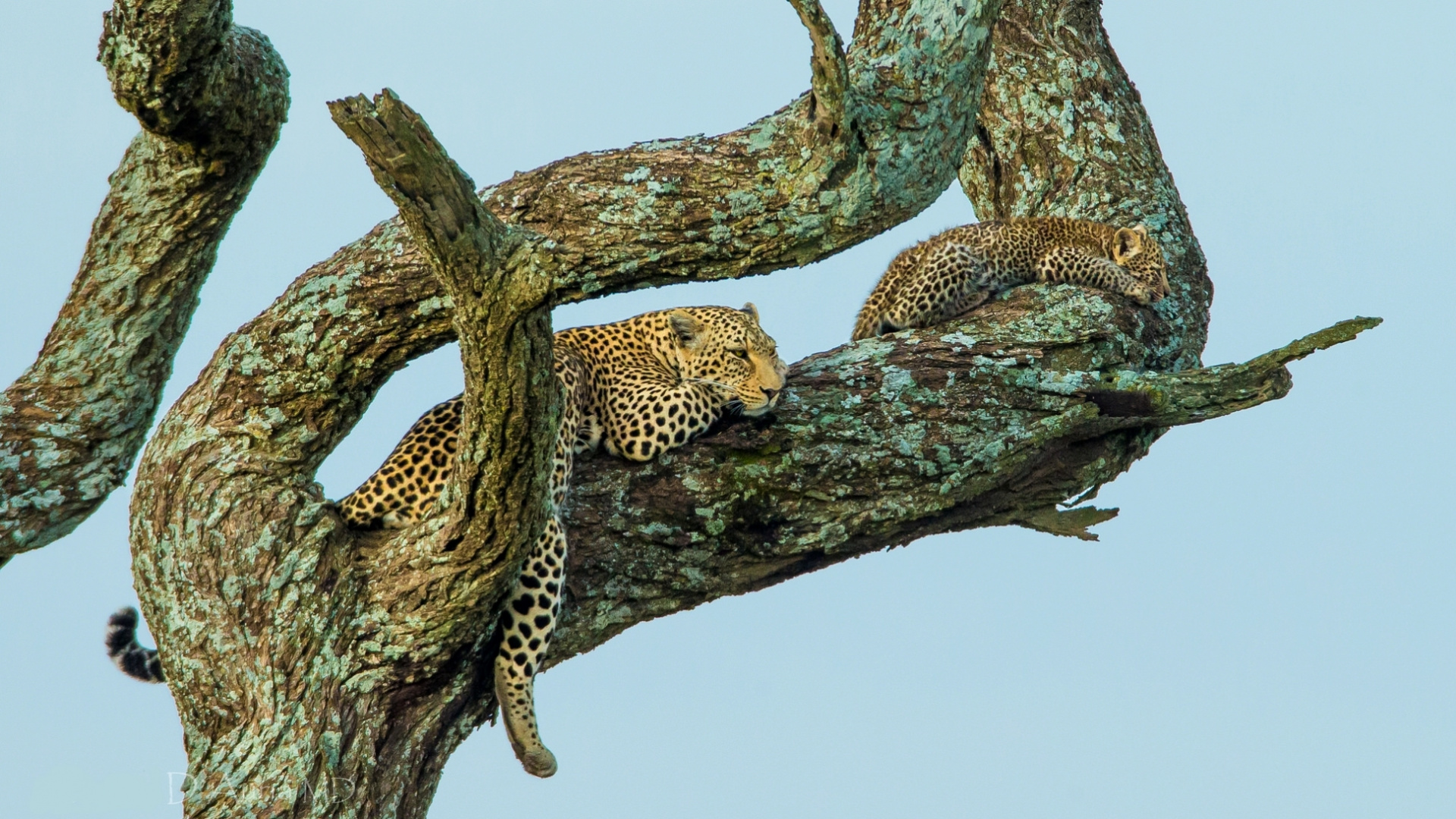 Katze, Branch, Zweig, Leopard, Baum. Wallpaper in 1920x1080 Resolution