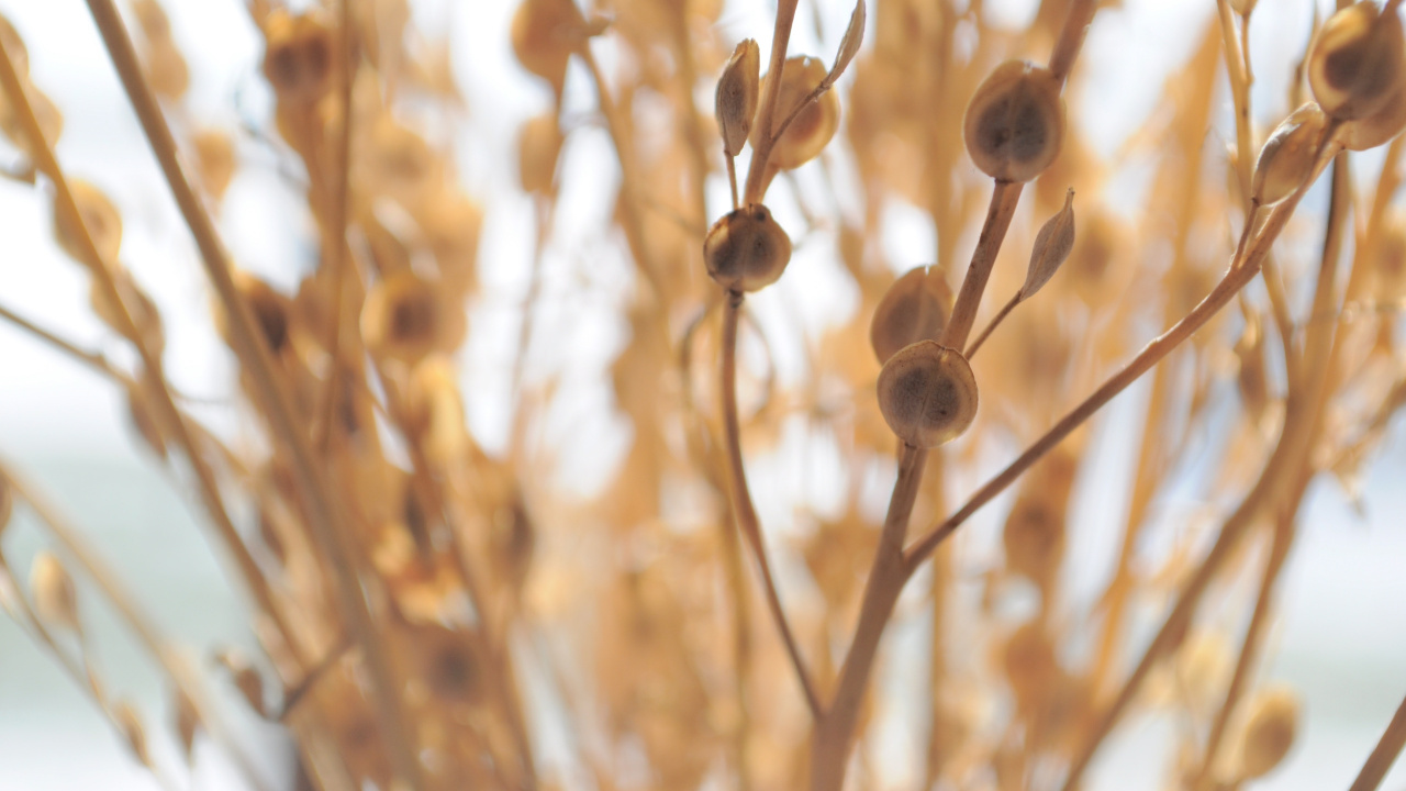Brown Flower Buds in Tilt Shift Lens. Wallpaper in 1280x720 Resolution
