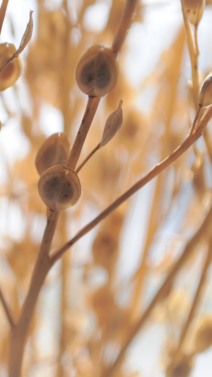 Brown Flower Buds in Tilt Shift Lens. Wallpaper in 720x1280 Resolution
