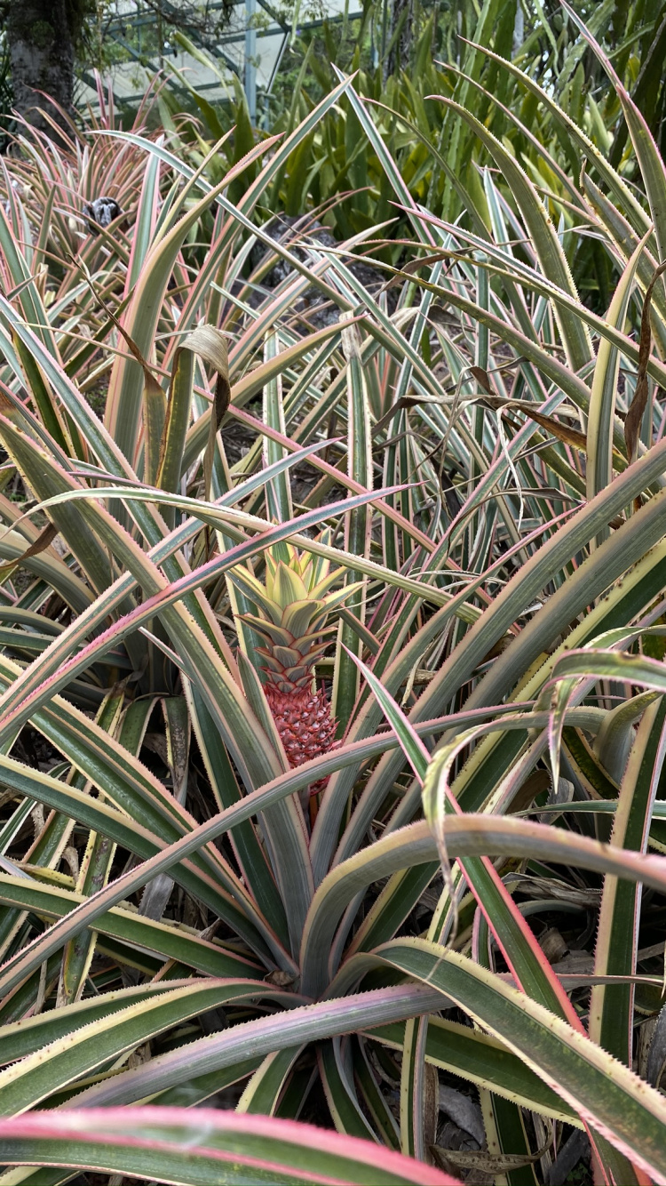Flora, Plant Stem, Vegetation, Shrubland, Grasses. Wallpaper in 750x1334 Resolution