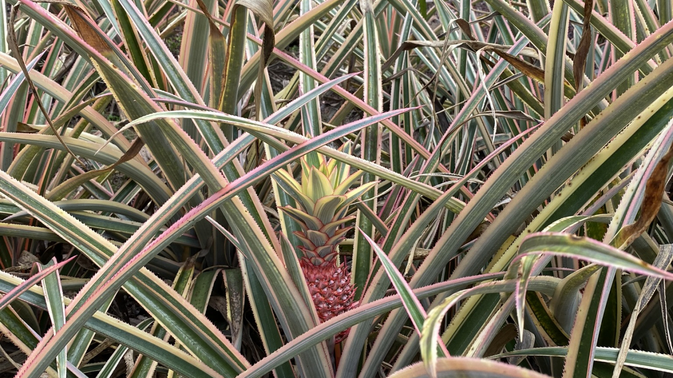 Flora, Tallo de la Planta, la Vegetación, Arbustos, la Comunidad Vegetal. Wallpaper in 1366x768 Resolution