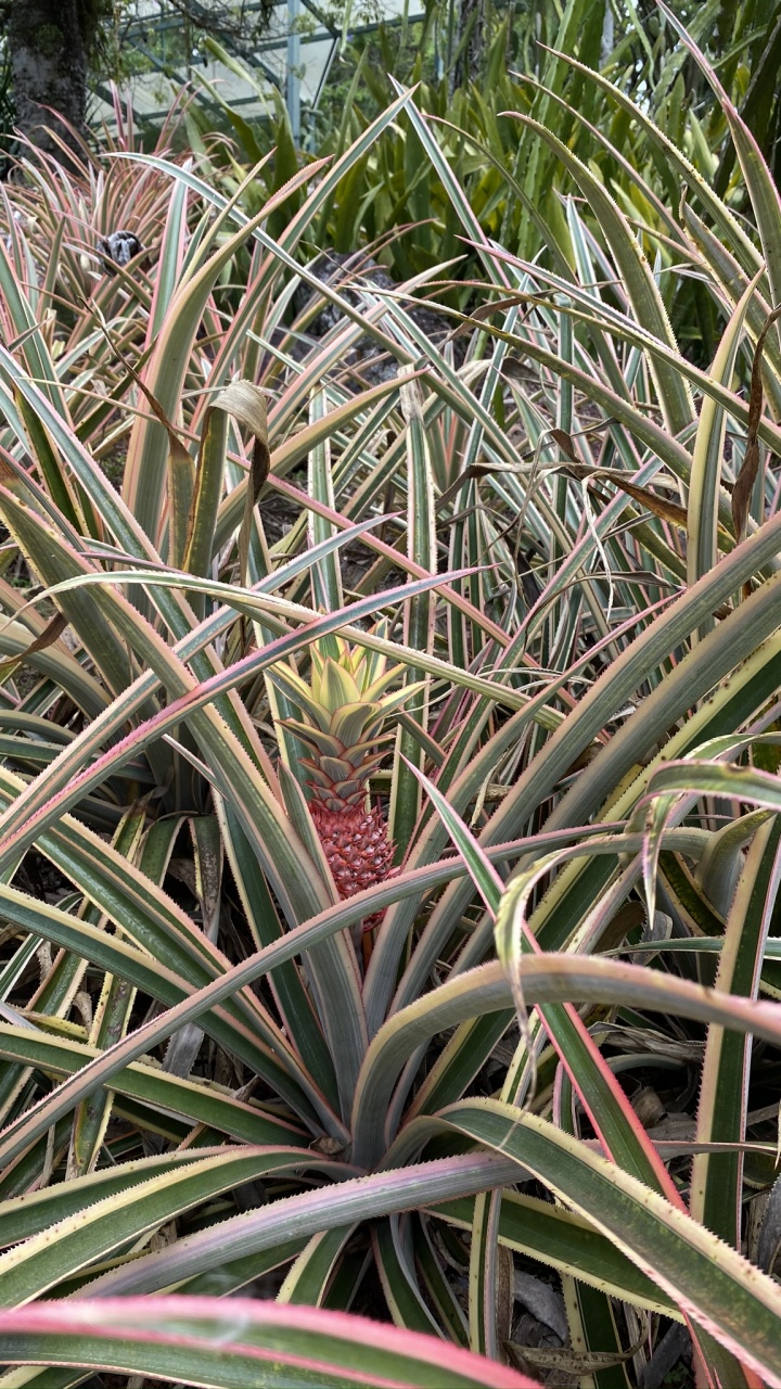 Flore, Tige de la Plante, Végétation, Les Landes, Plante de la Communauté. Wallpaper in 720x1280 Resolution